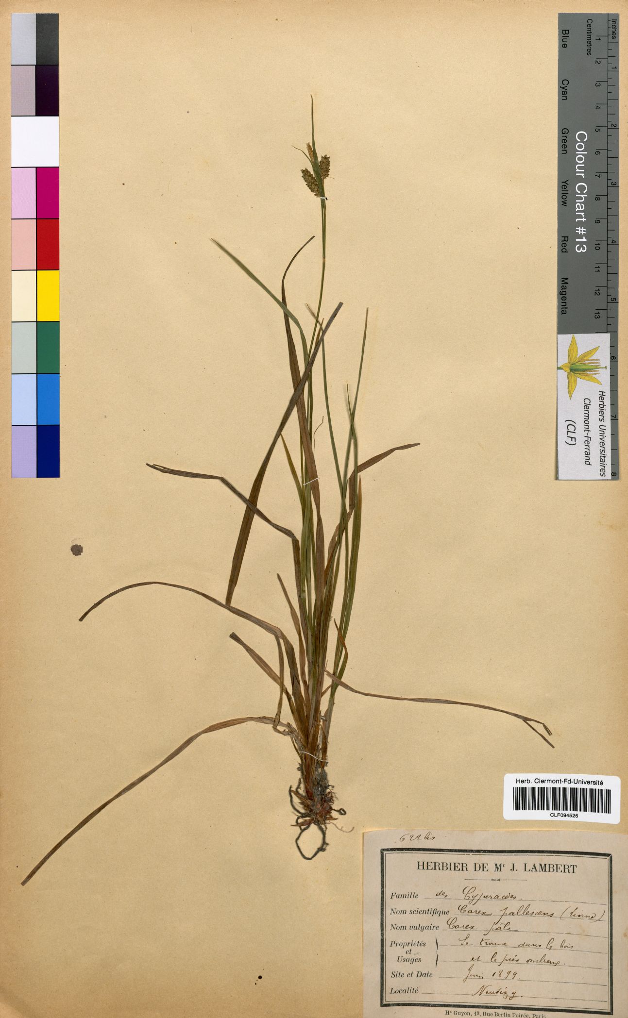 Carex pallescens CLF094526