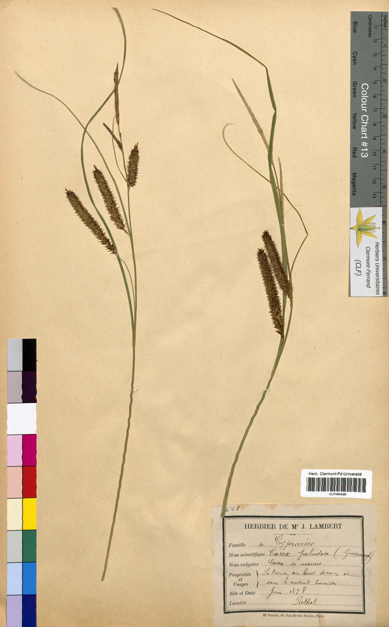 Carex paludosa CLF094528