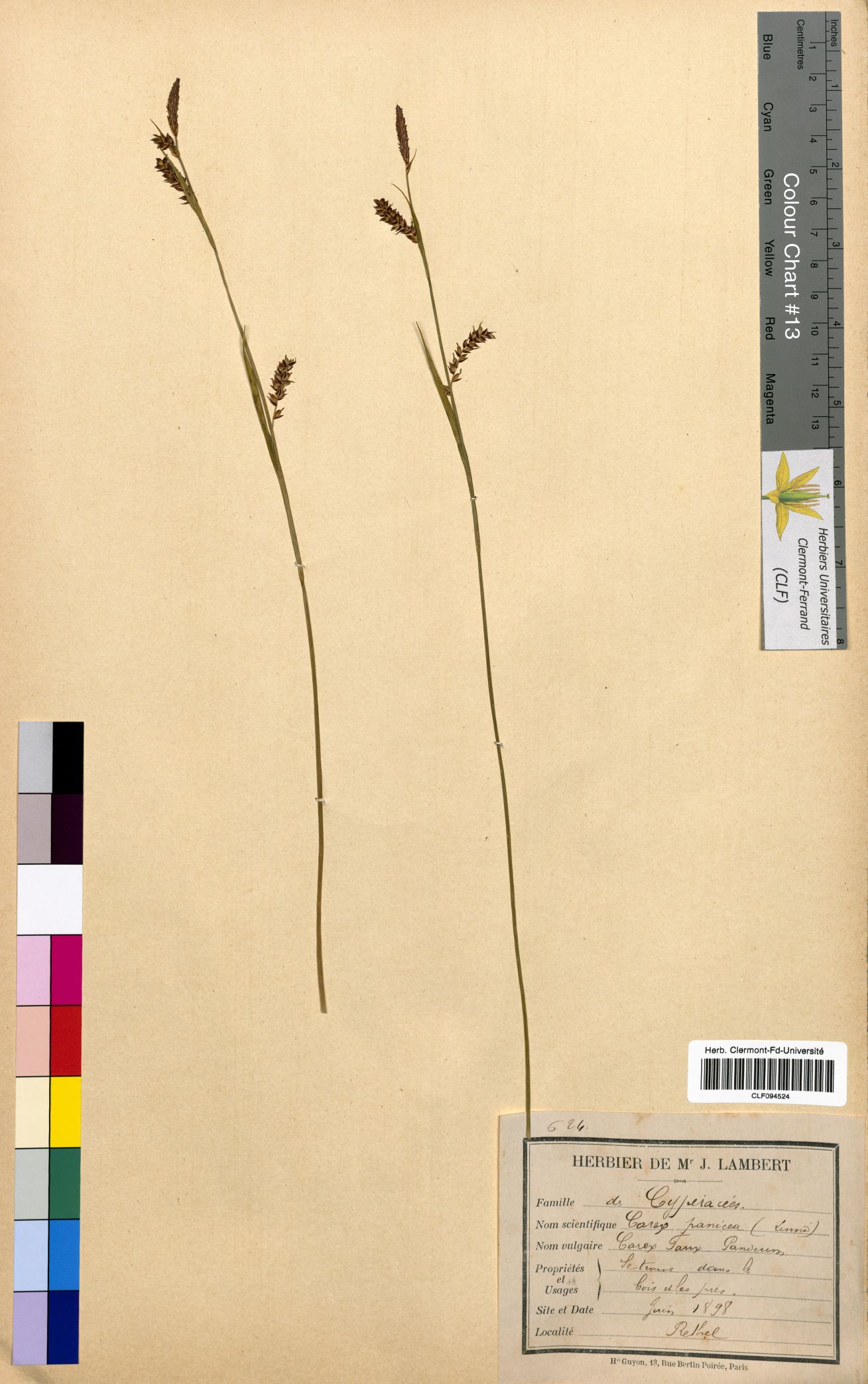 Carex panicea CLF094524