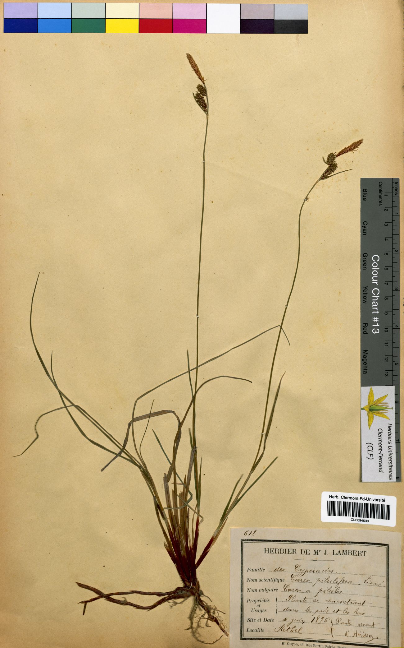 Carex pilulifera CLF094530
