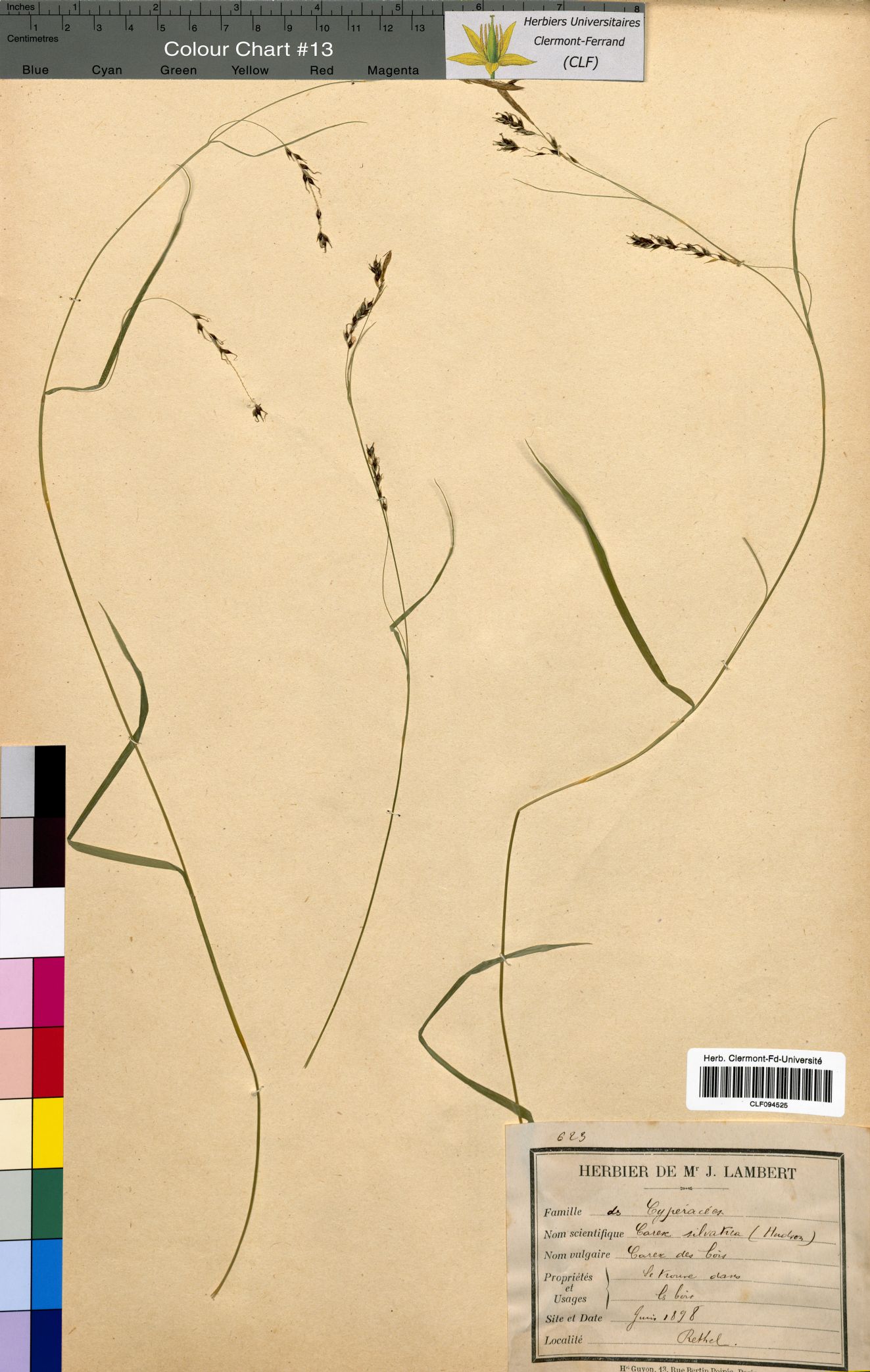 Carex sylvatica CLF094525