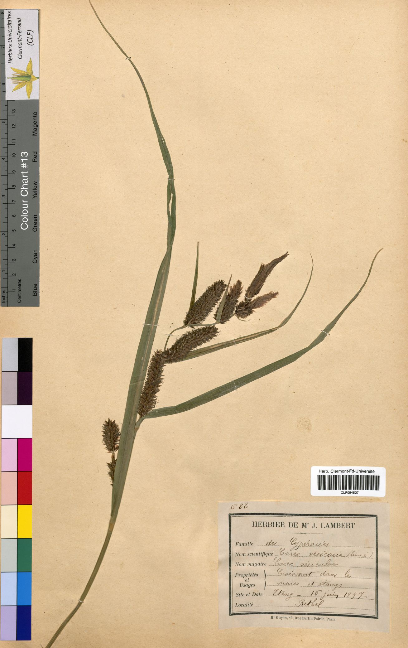 Carex vesicaria CLF094527