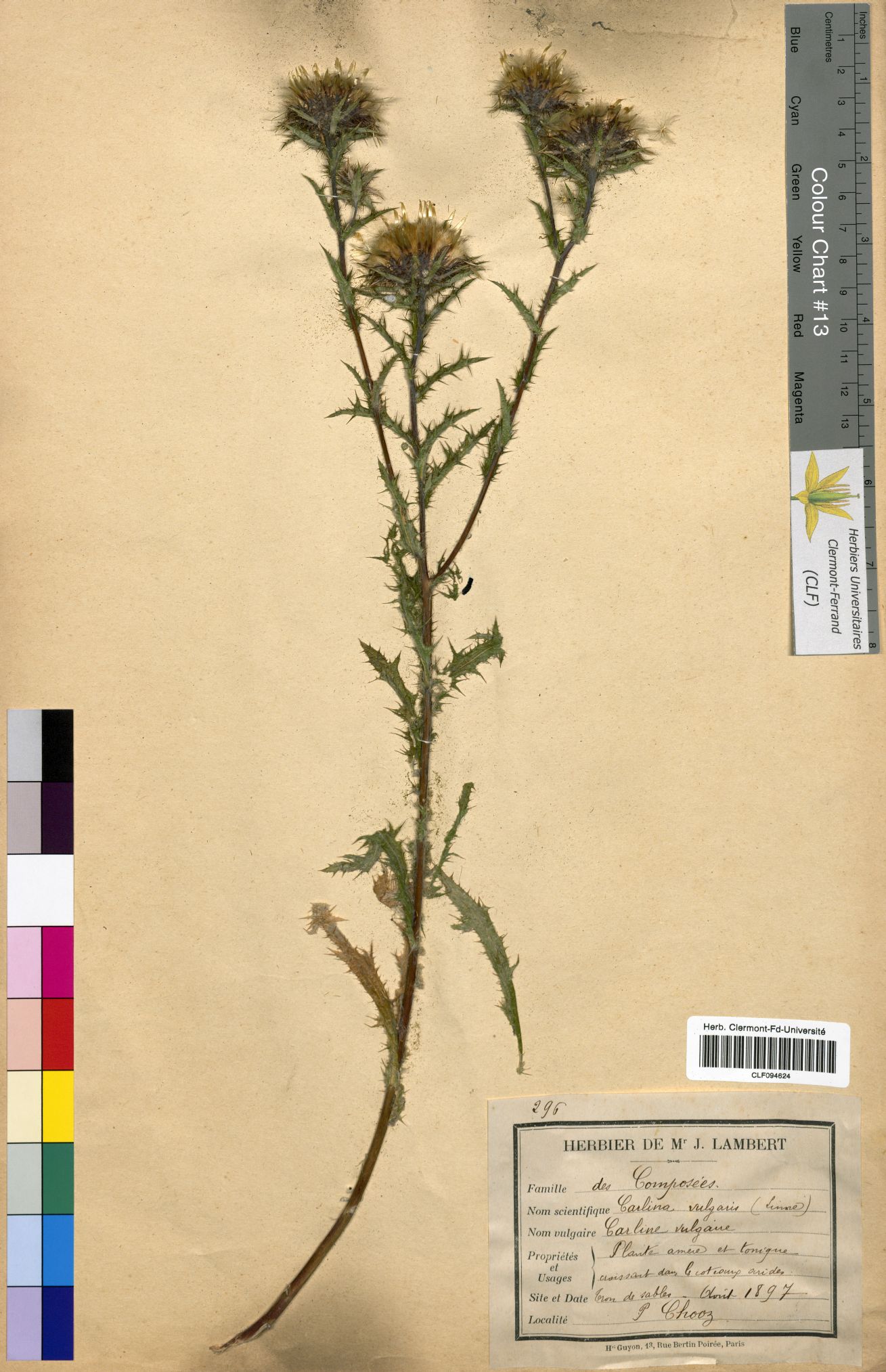 Carlina vulgaris CLF094624