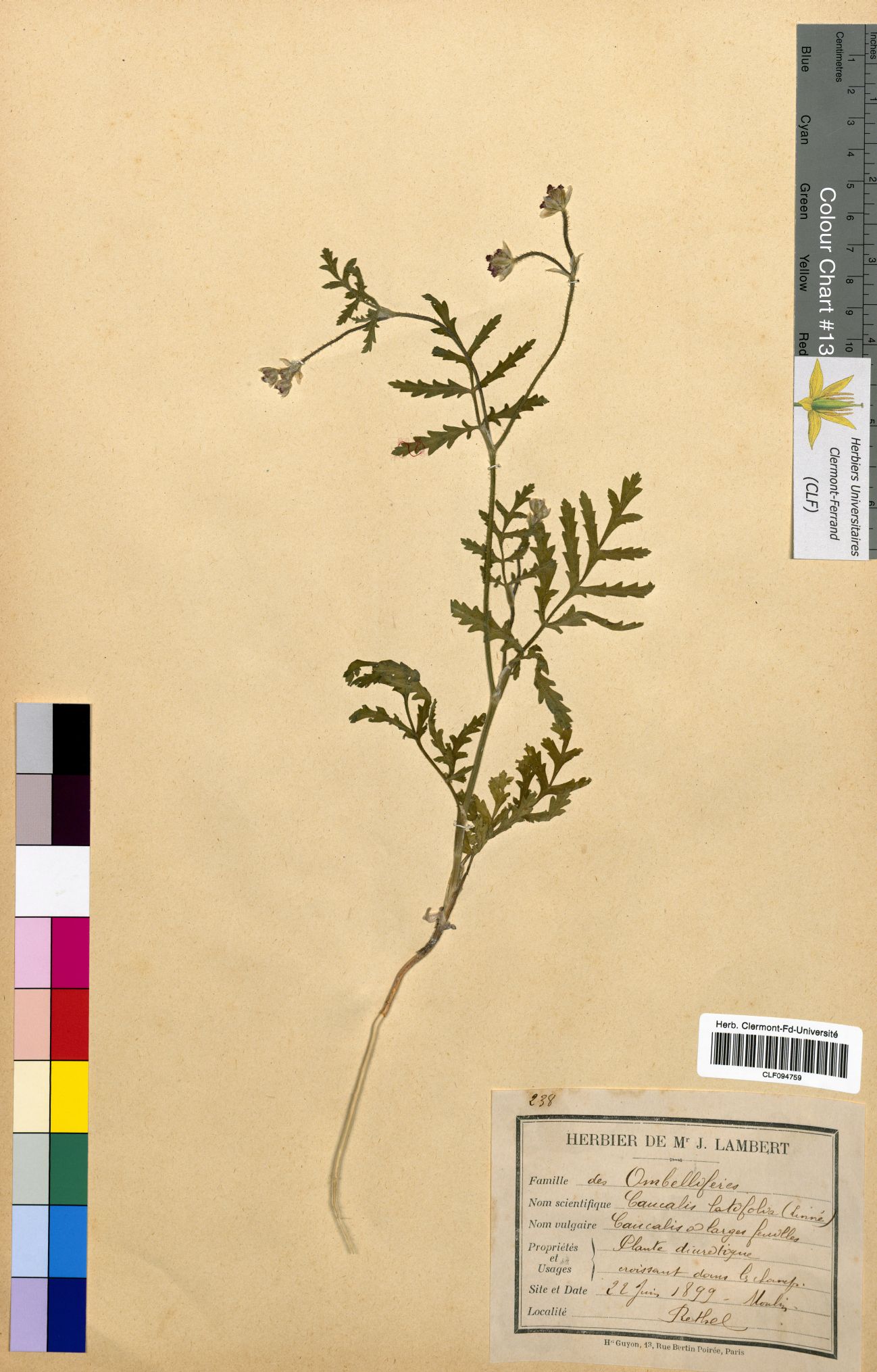 Caucalis latifolia CLF094759