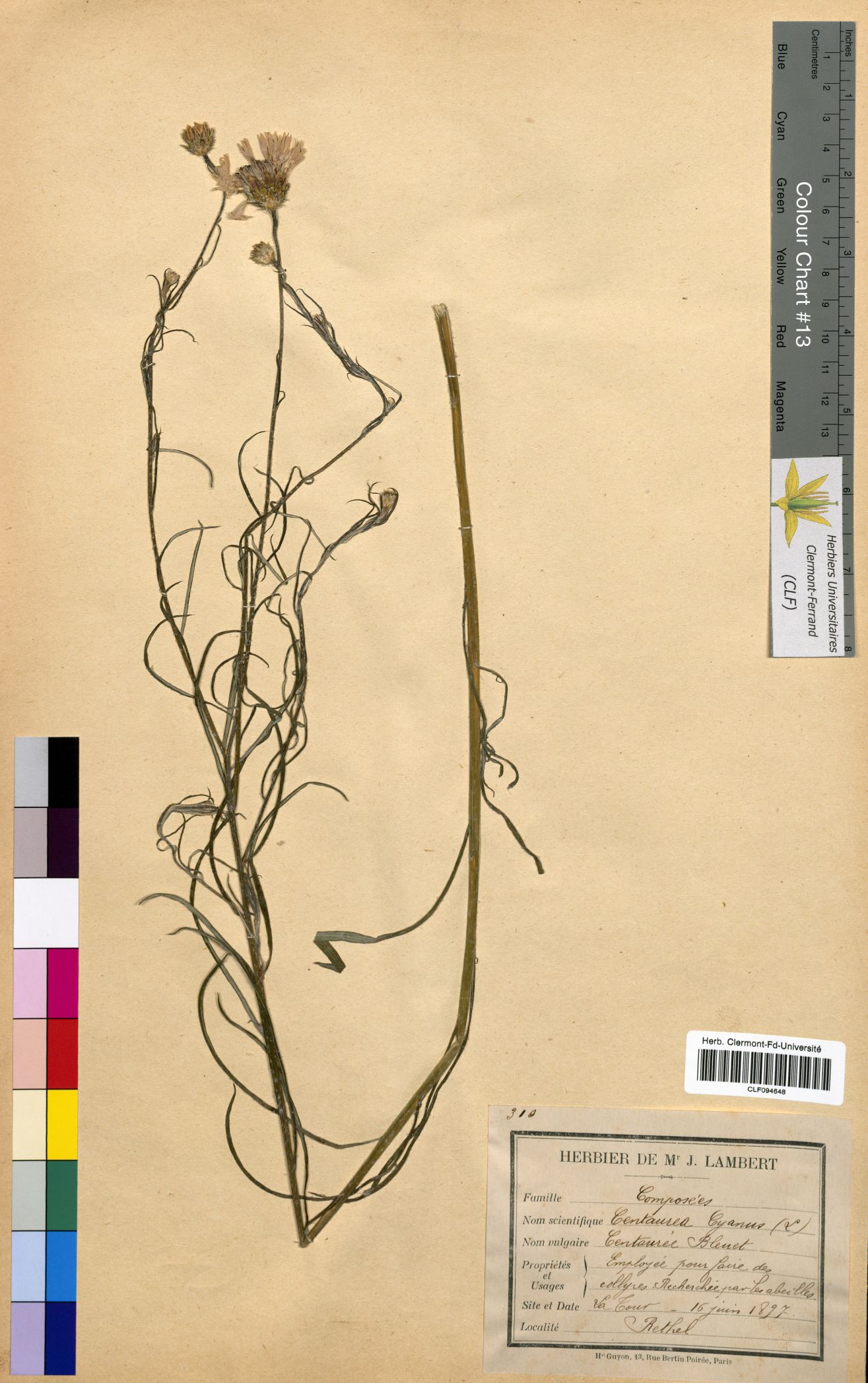 Centaurea cyanus CLF094648
