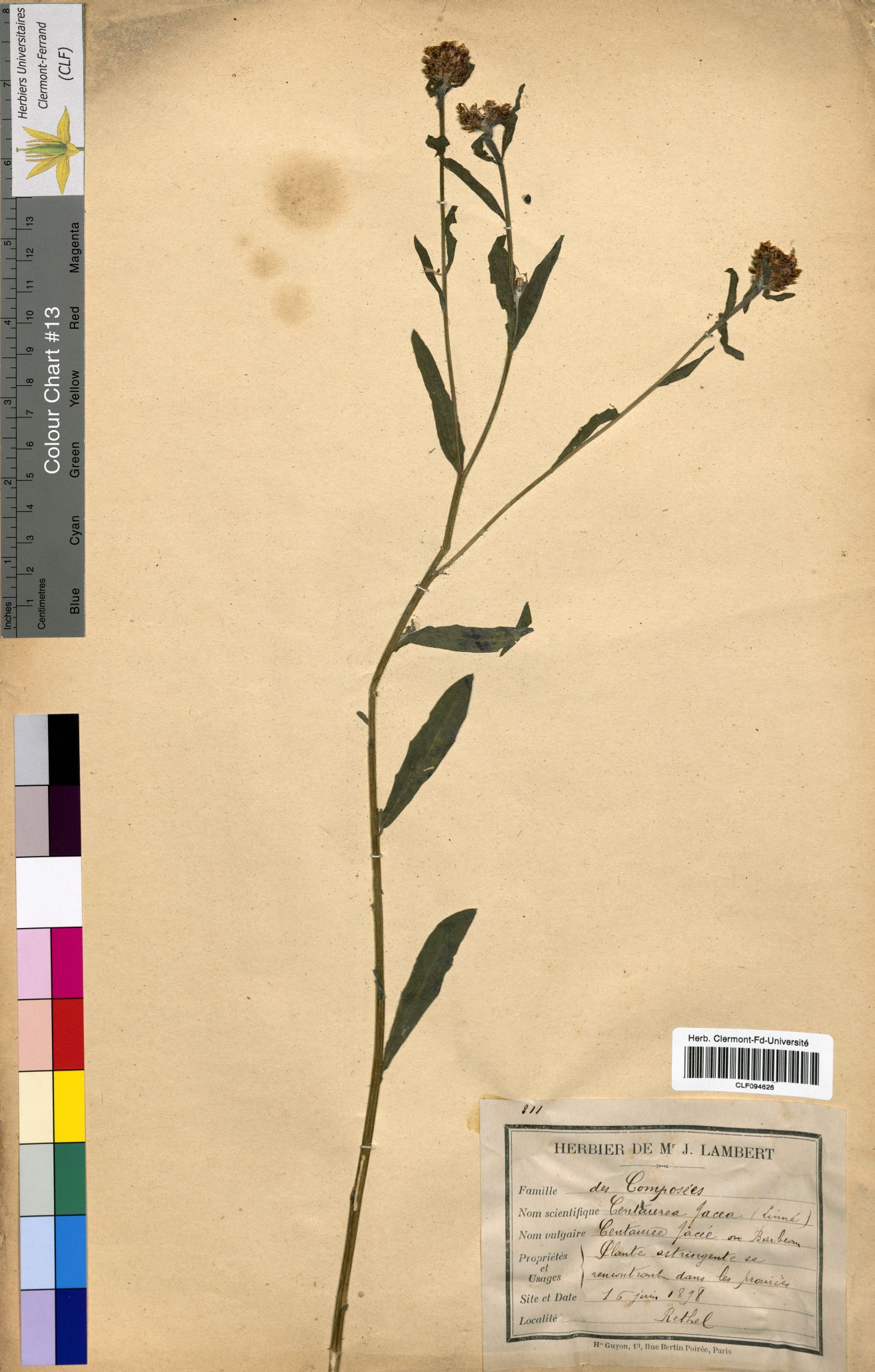 Centaurea jacea CLF094626