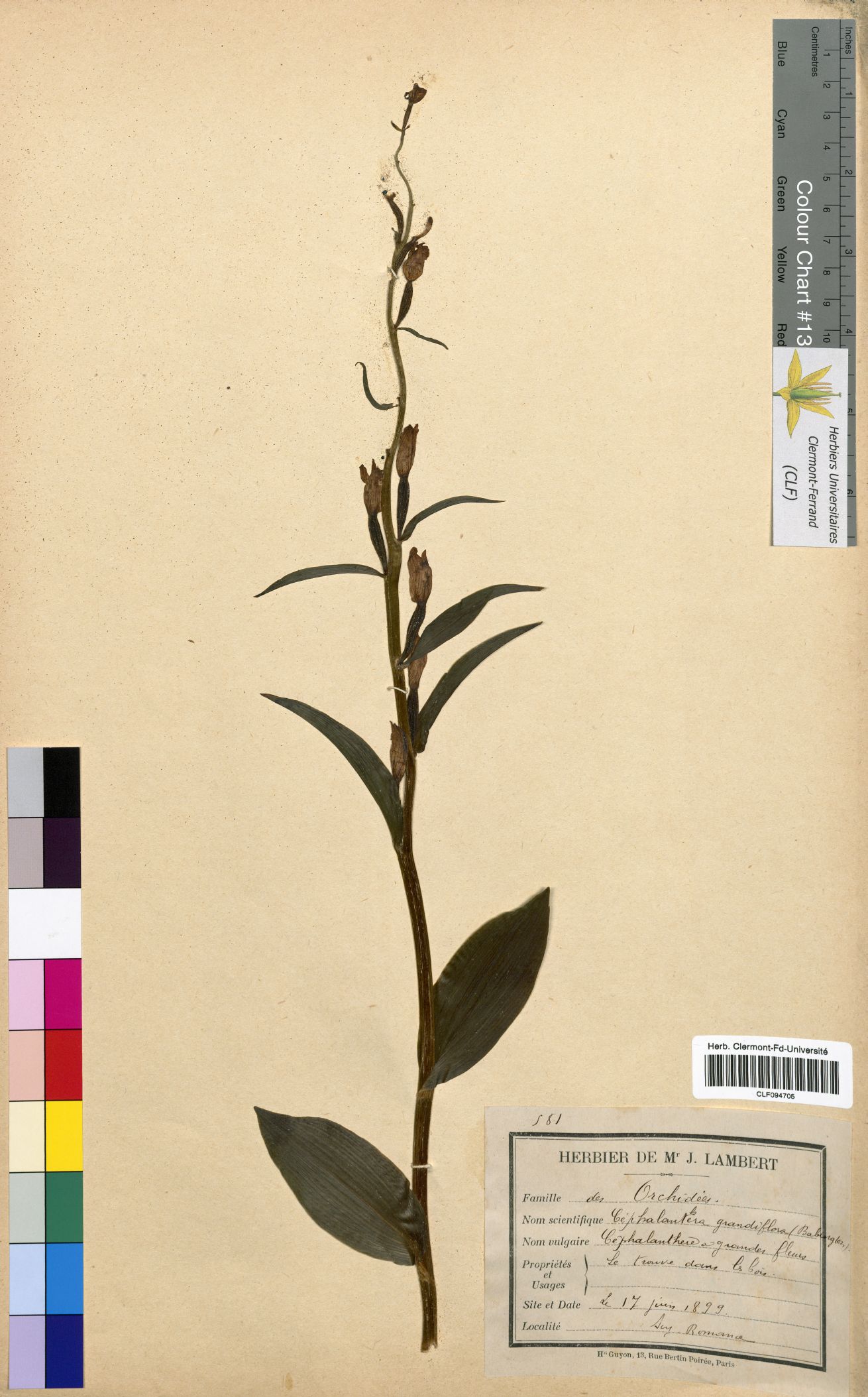 Cephalanthera grandiflora CLF094705