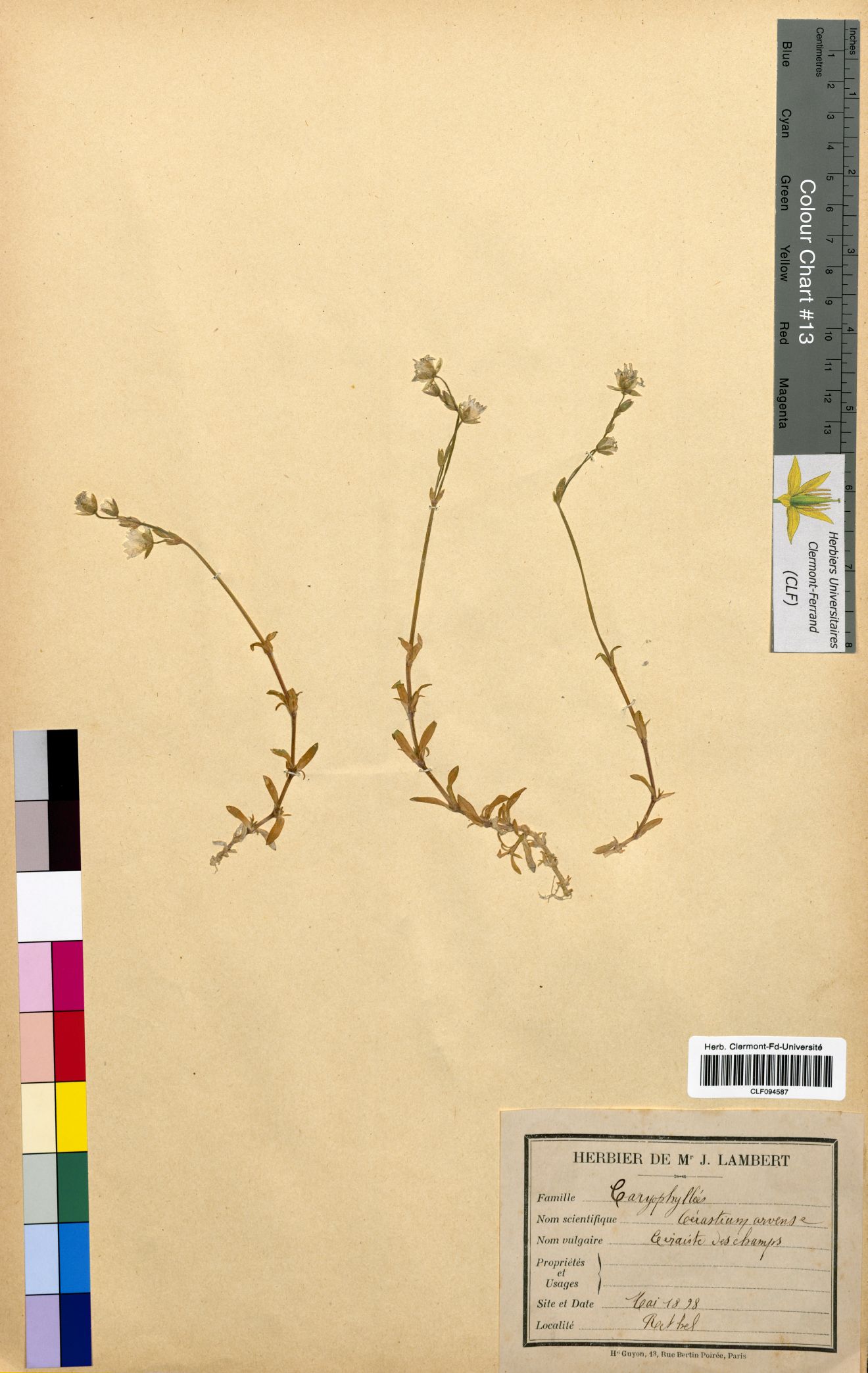 Cerastium arvense CLF094587.1
