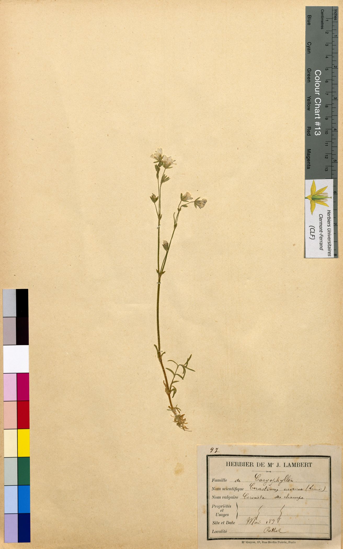 Cerastium arvense CLF094587.2