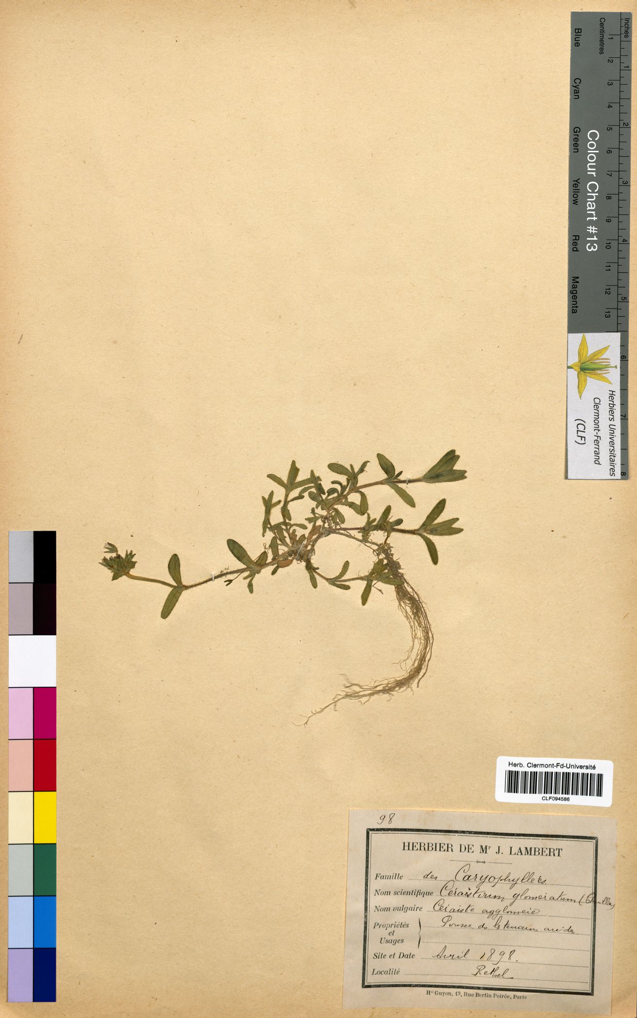 Cerastium glomeratum CLF094586