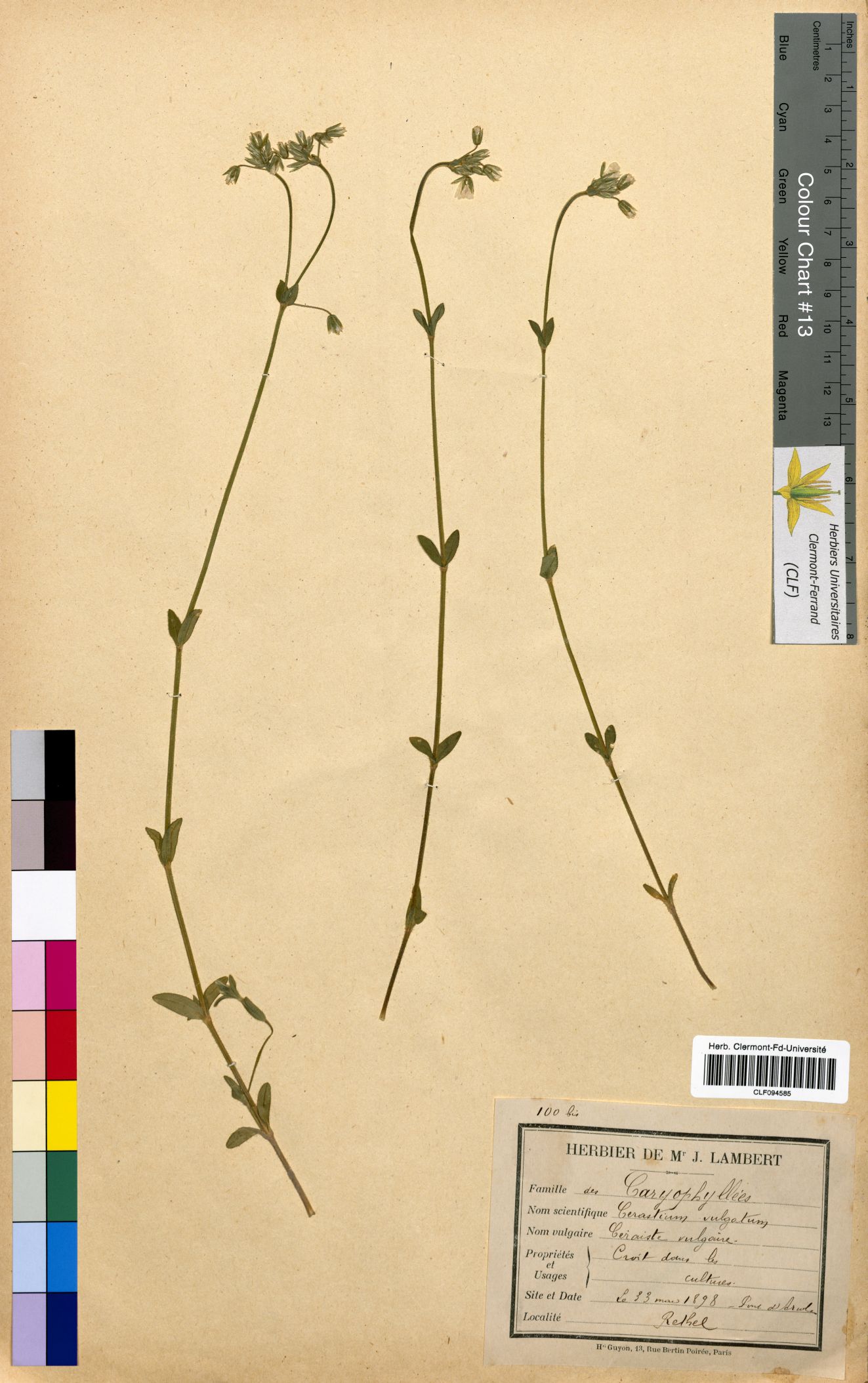 Cerastium vulgare CLF094585