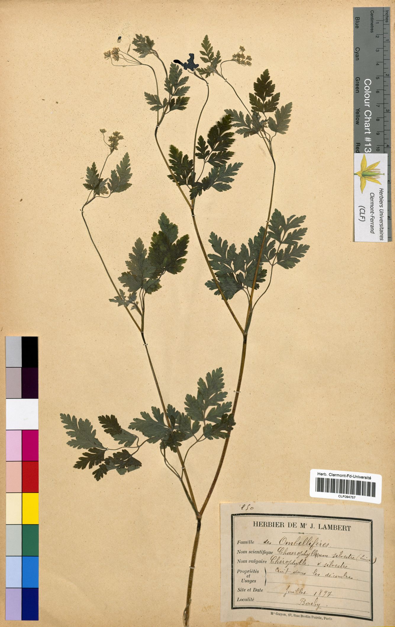 Chaerophyllum sylvestre CLF094757
