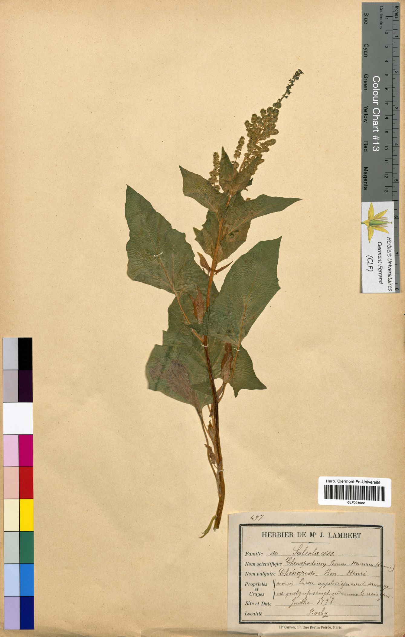 Chenopodium bonus henricu CLF094622