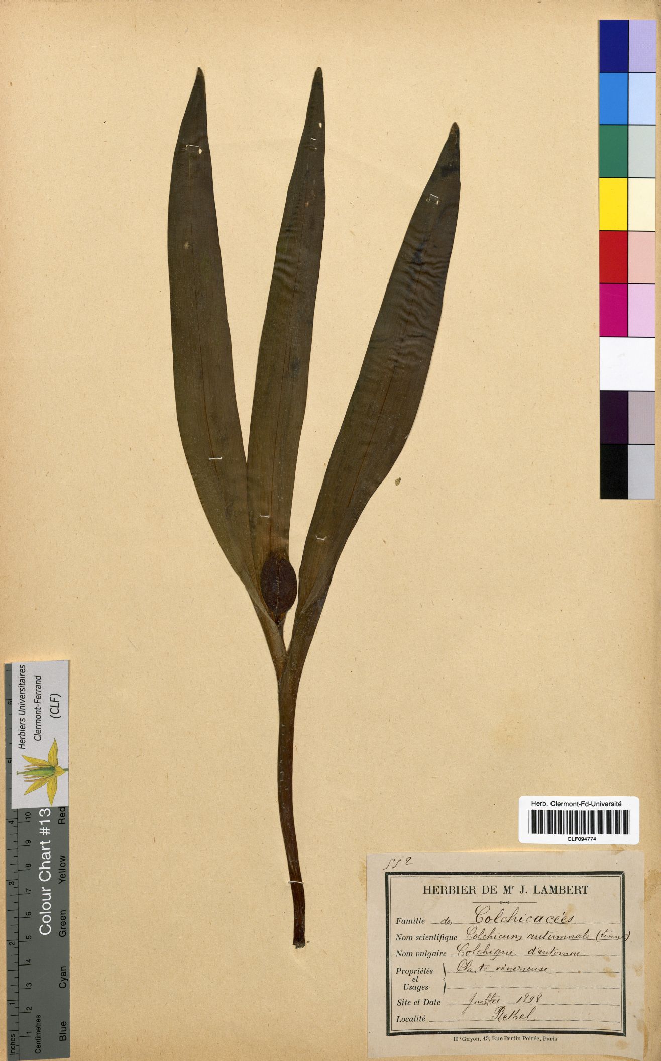 Colchicum autumnale CLF094774