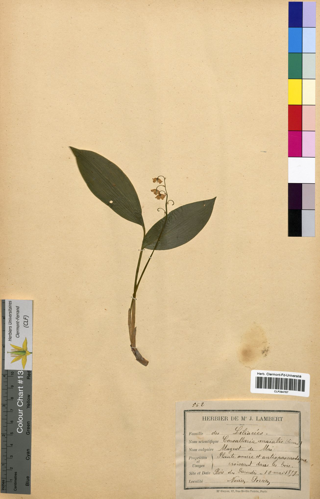 Convallaria majalis CLF094767