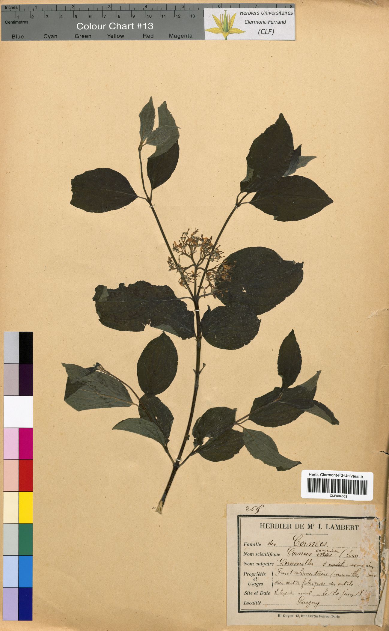 Cornus sanguinea CLF094603