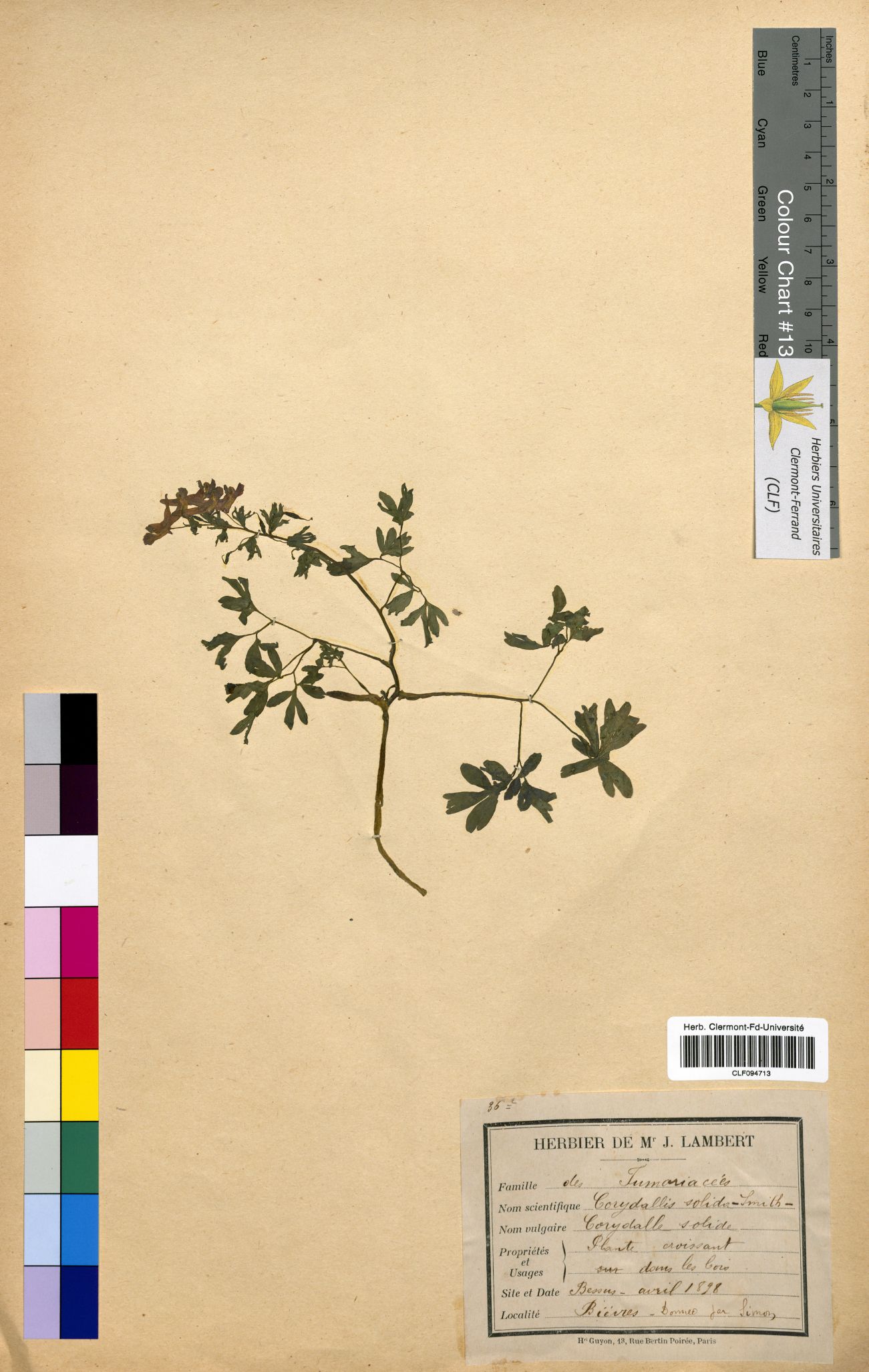 Corydalis solida CLF094713