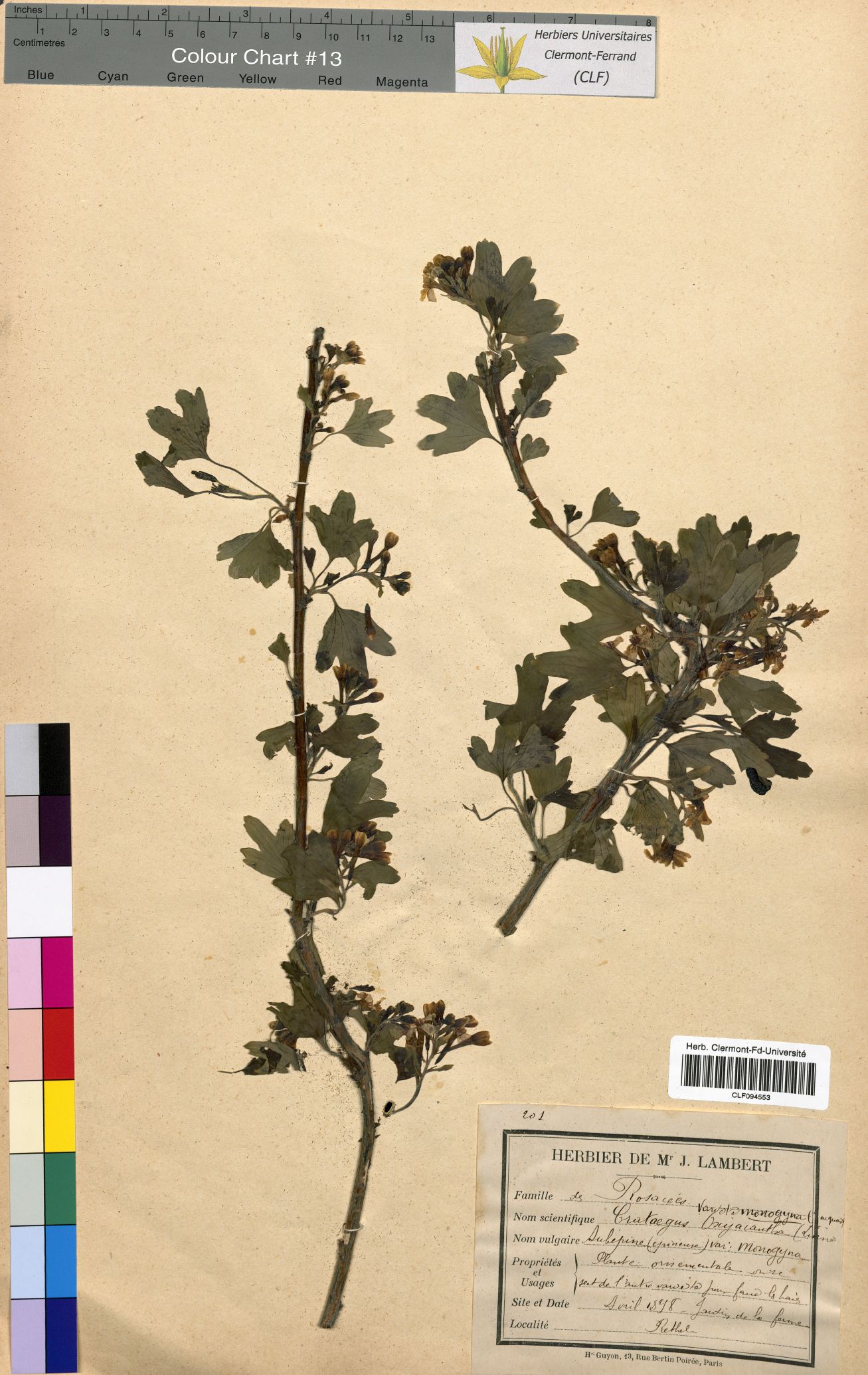 Crataegus oxyacantha CLF094553