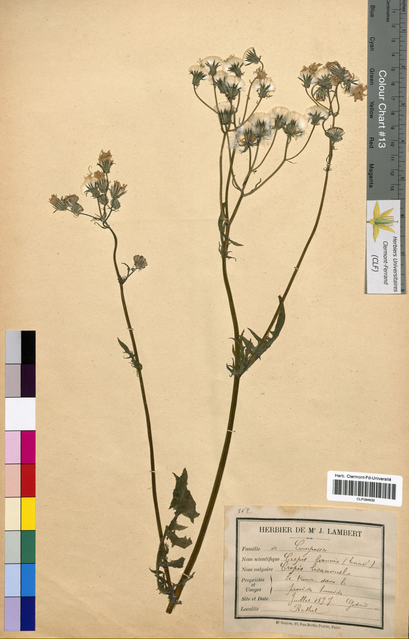 Crepis biennis CLF094632
