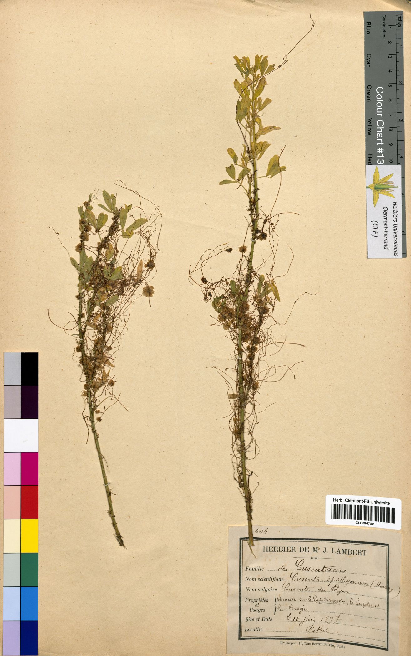 Cuscuta epithymum CLF094702