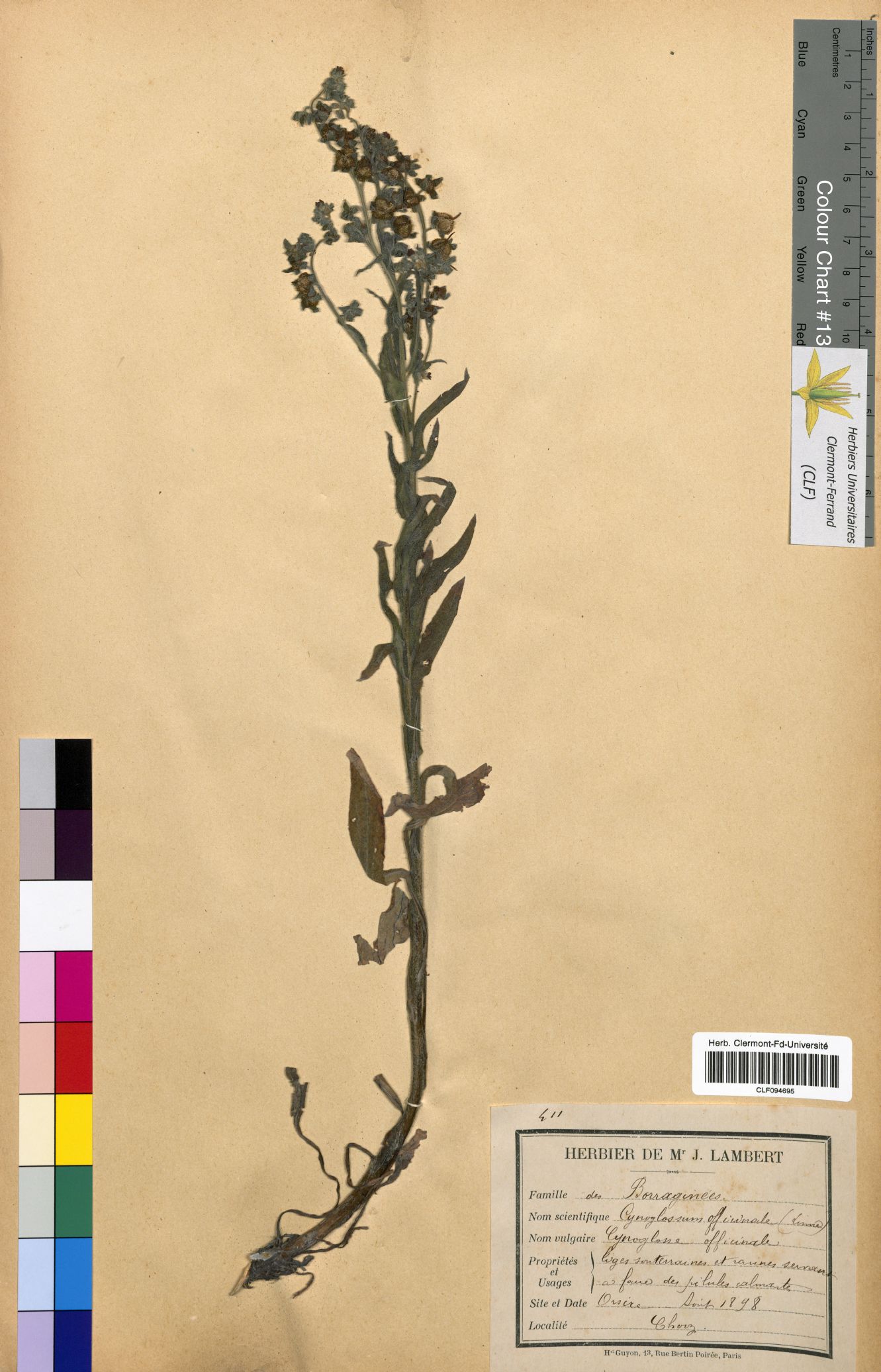 Cynoglossum officinale CLF094695