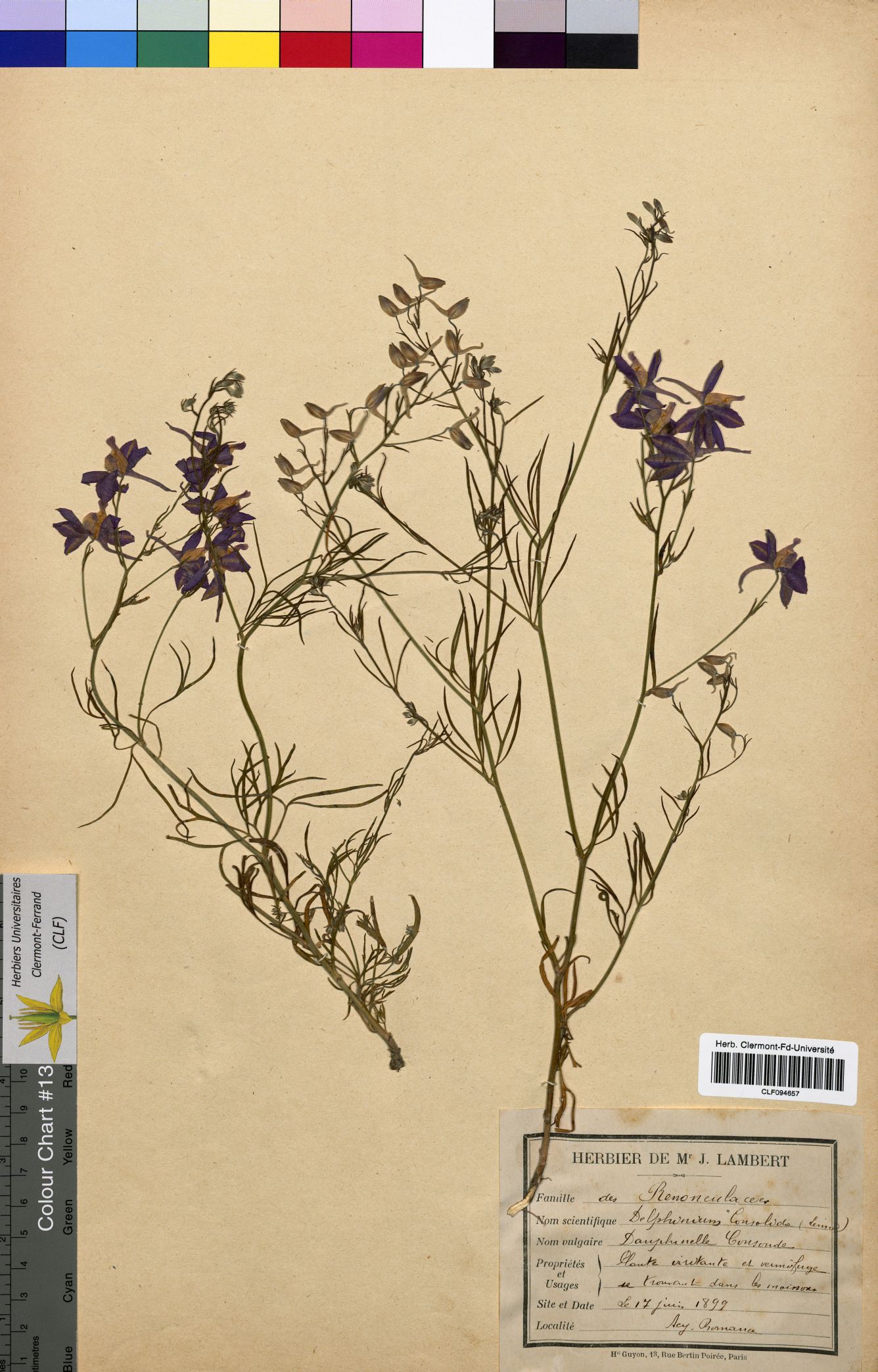 Delphinium consolida CLF094657