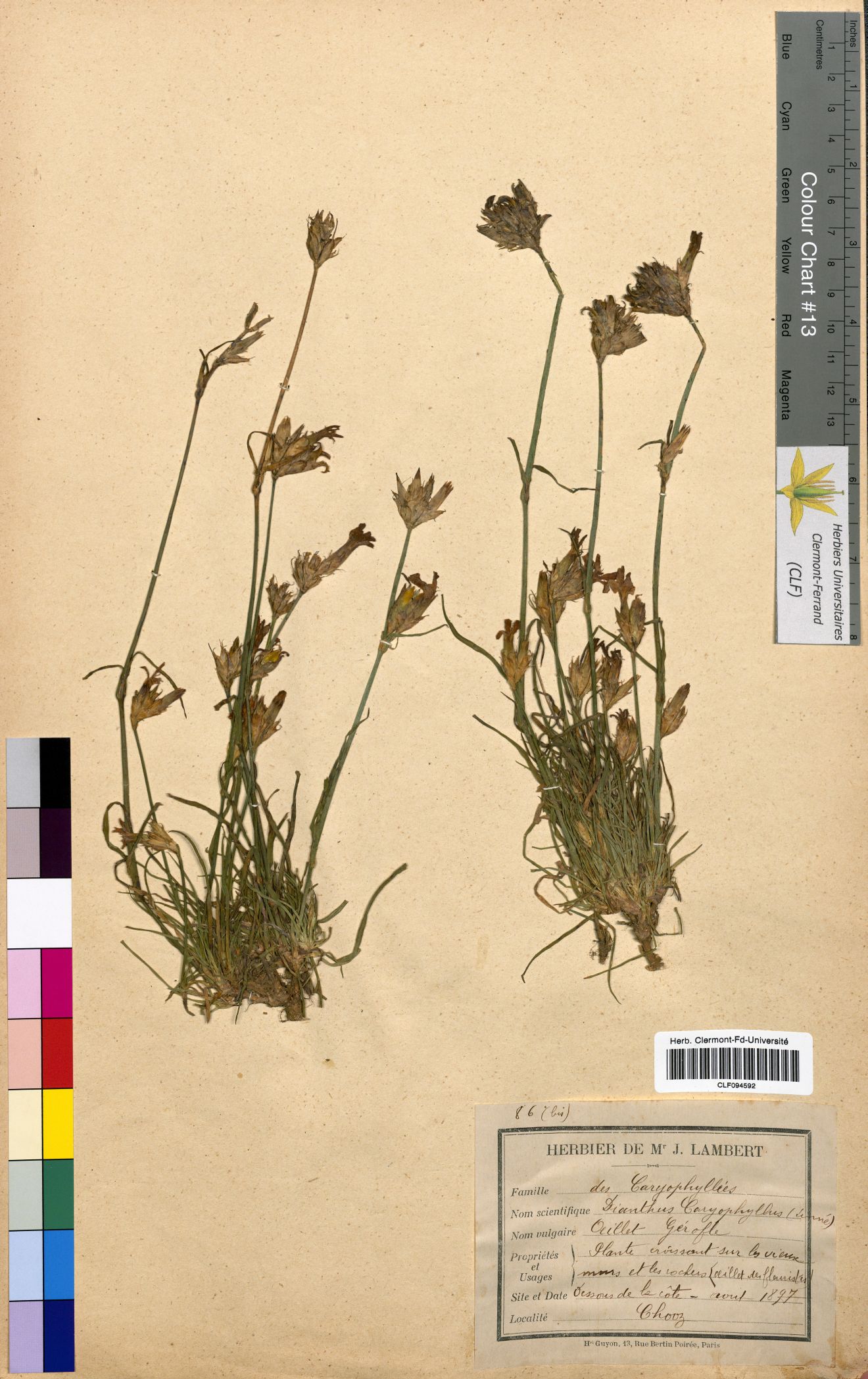 Dianthus caryophyllus CLF094592