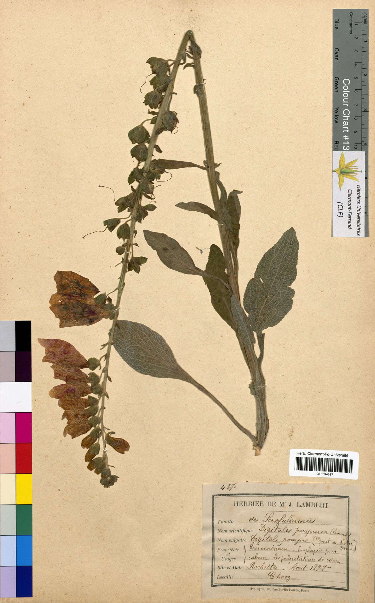 Digilatis purpurea CLF094687