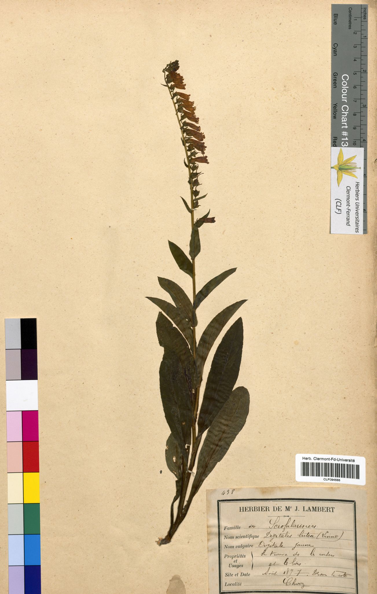 Digitalis lutea CLF094686