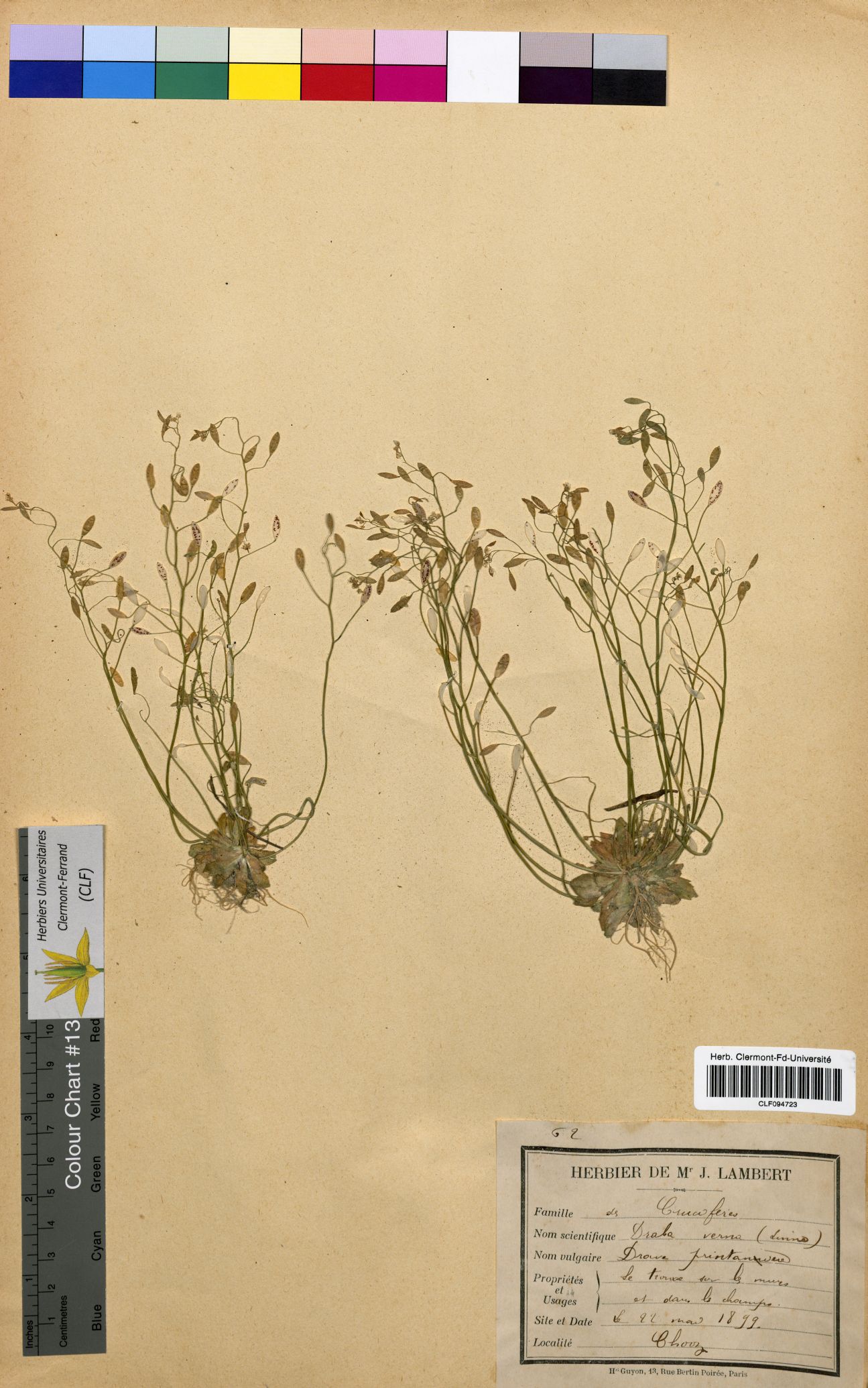 Draba verna CLF094723
