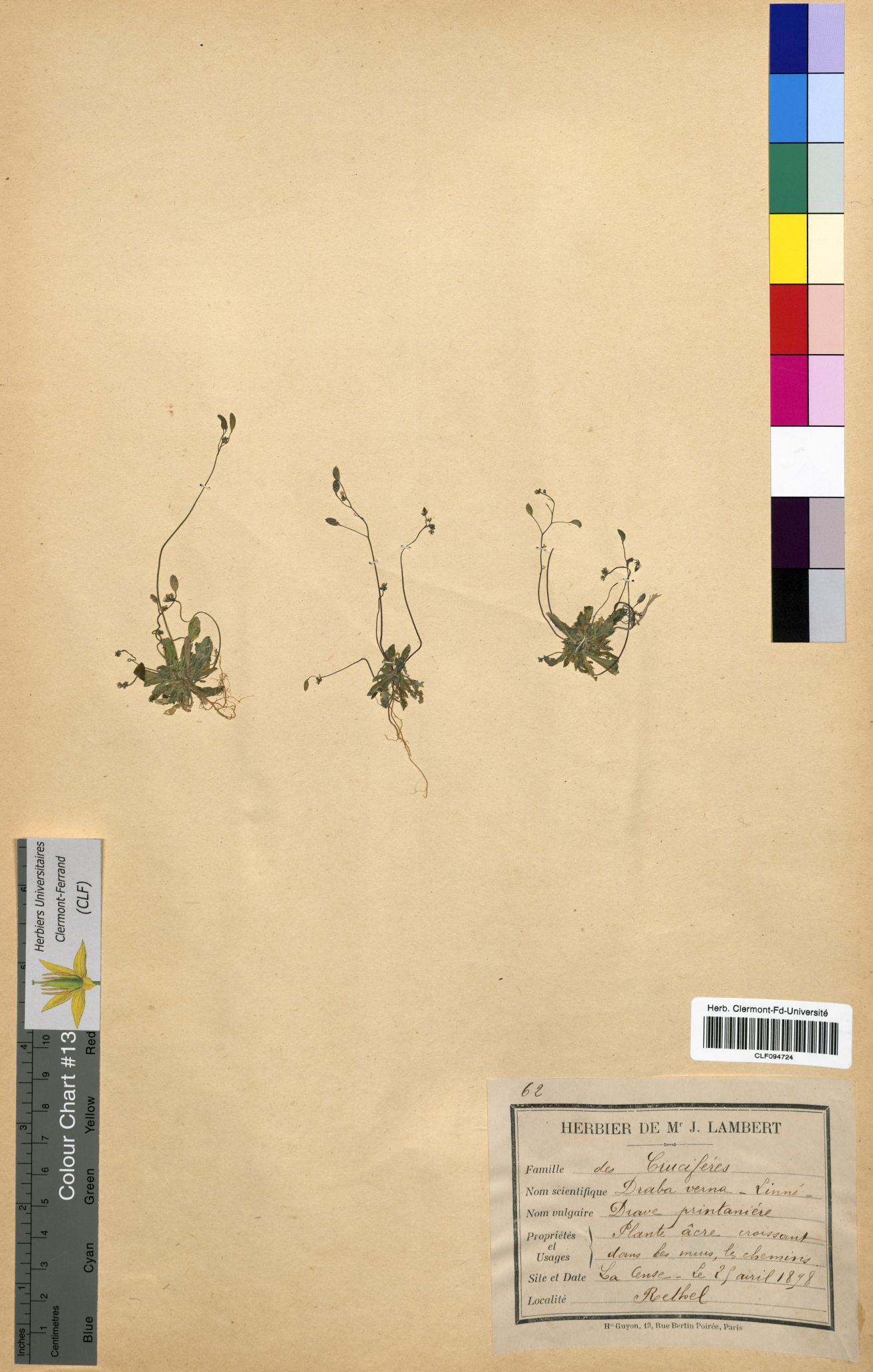 Draba verna CLF094724