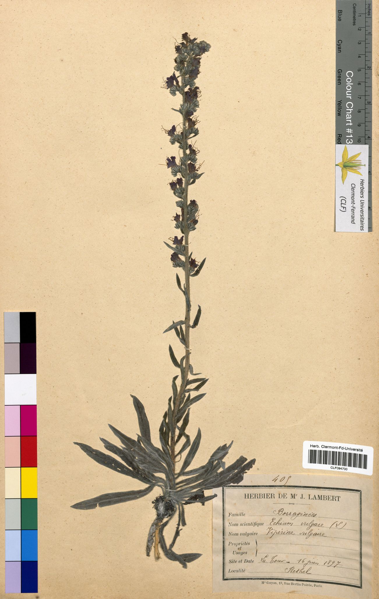 Echium vulgare CLF094700