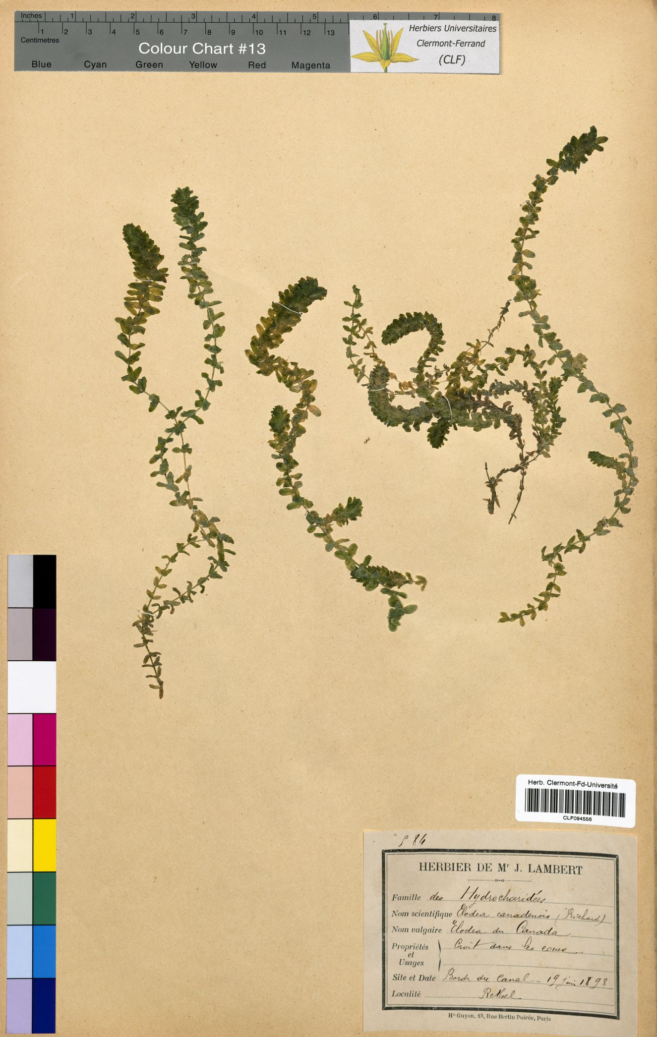 Elodea canadensis CLF094556