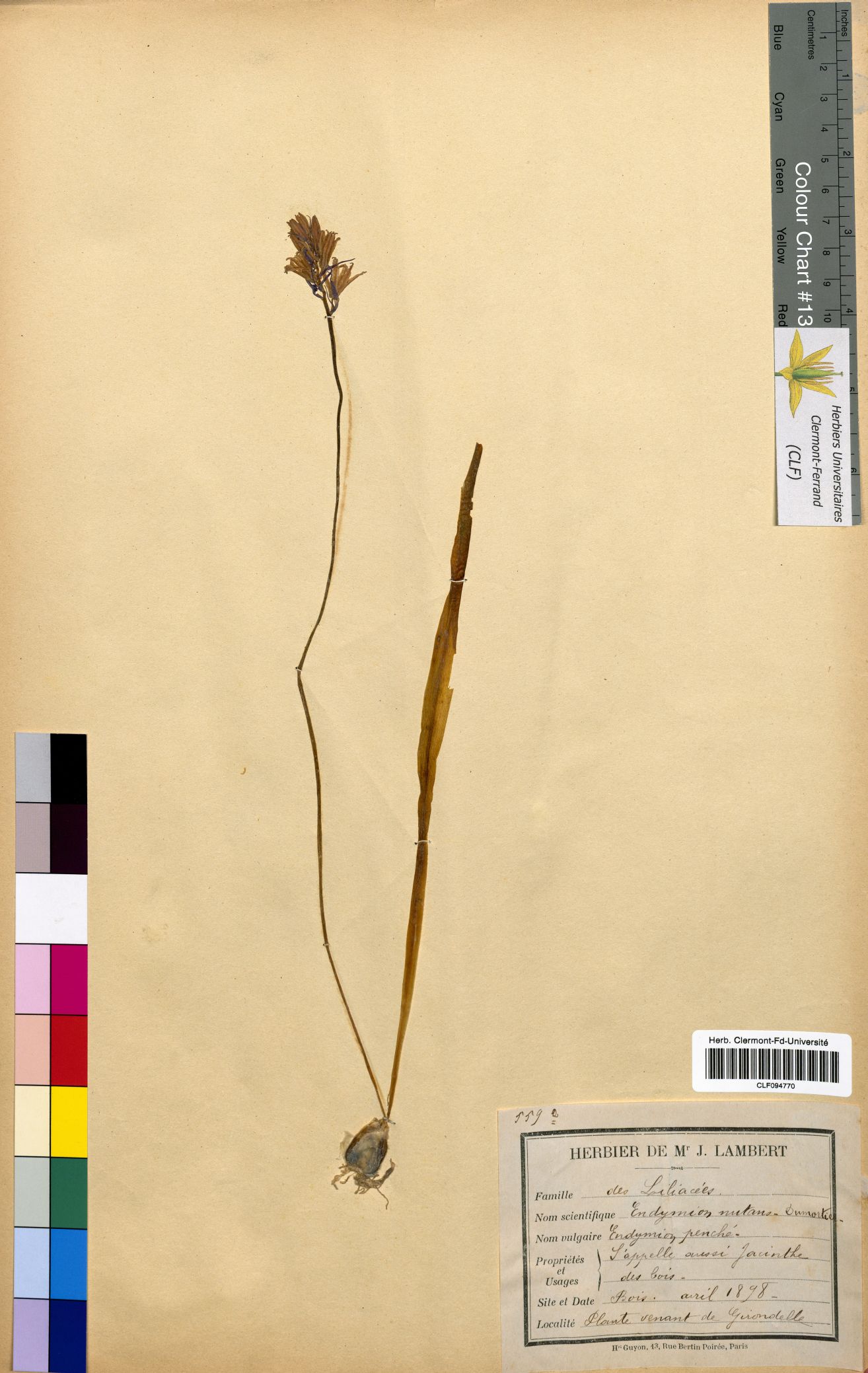 Endymion nutans CLF094770