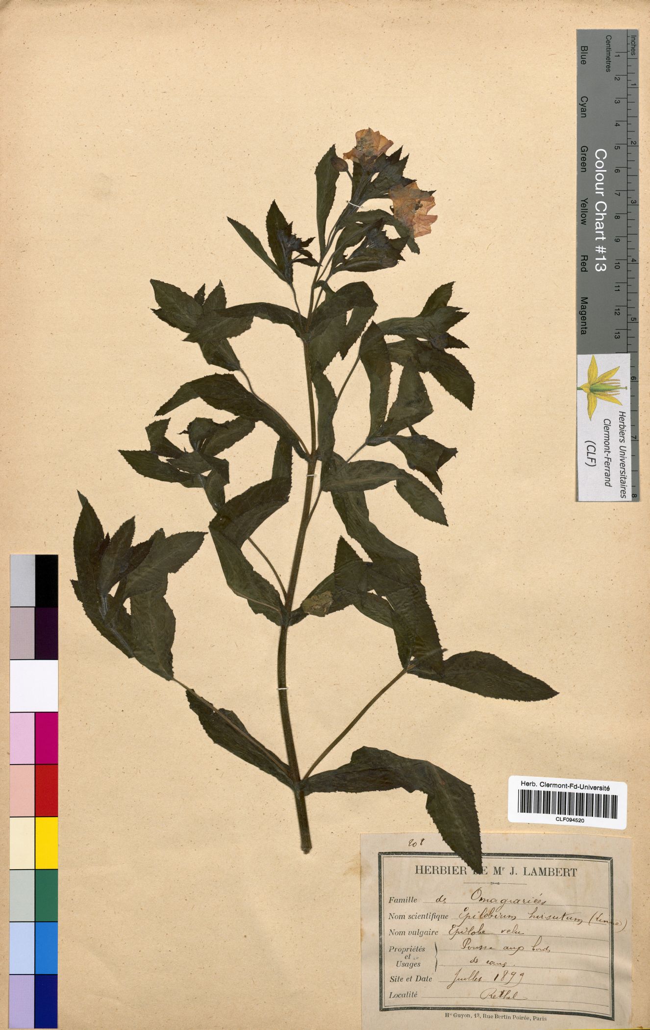 Epilobium hirsutum CLF094520