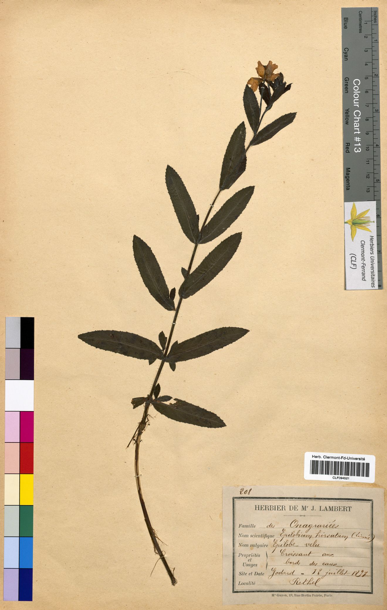 Epilobium hirsutum CLF094521