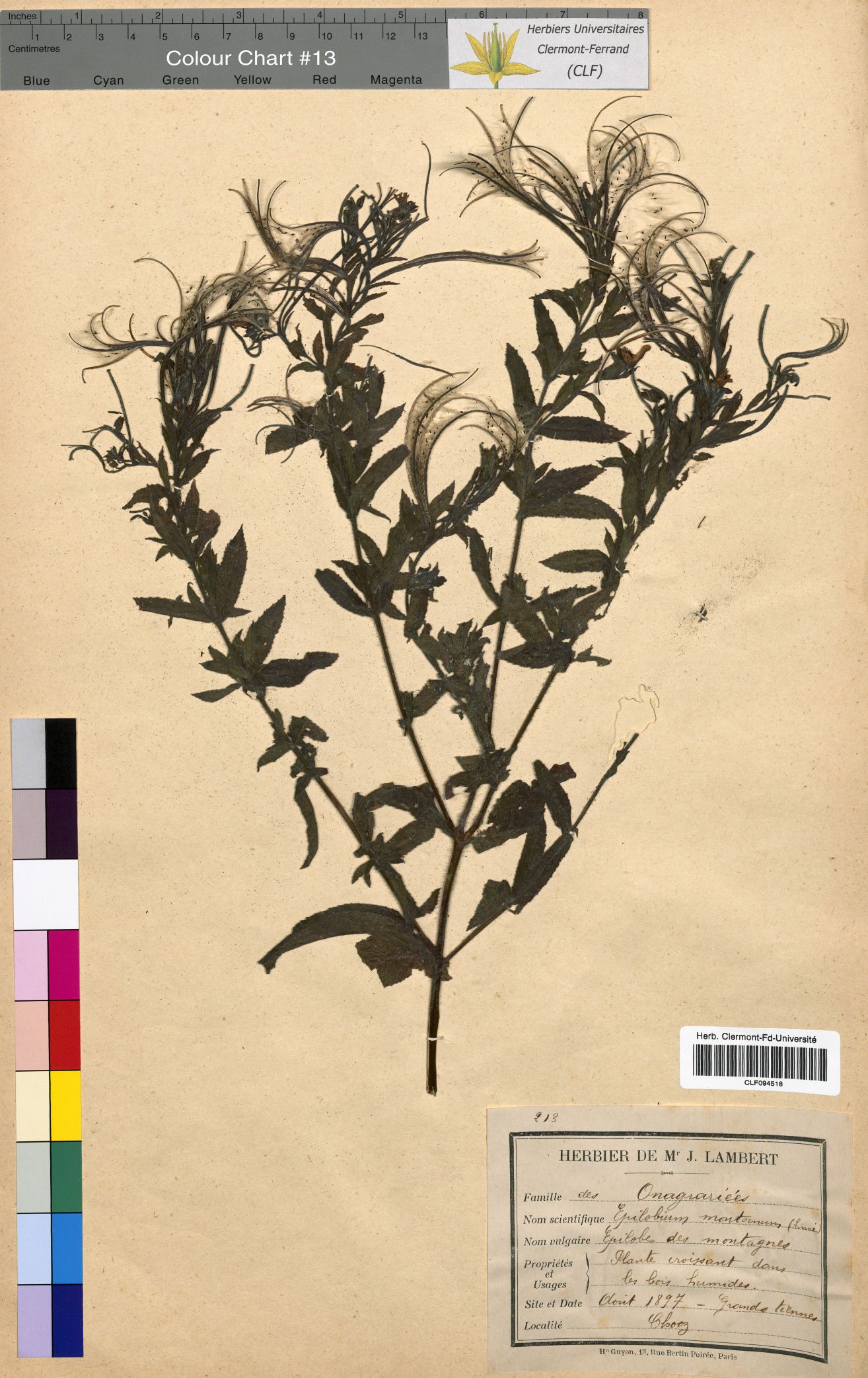 Epilobium montanum CLF094518