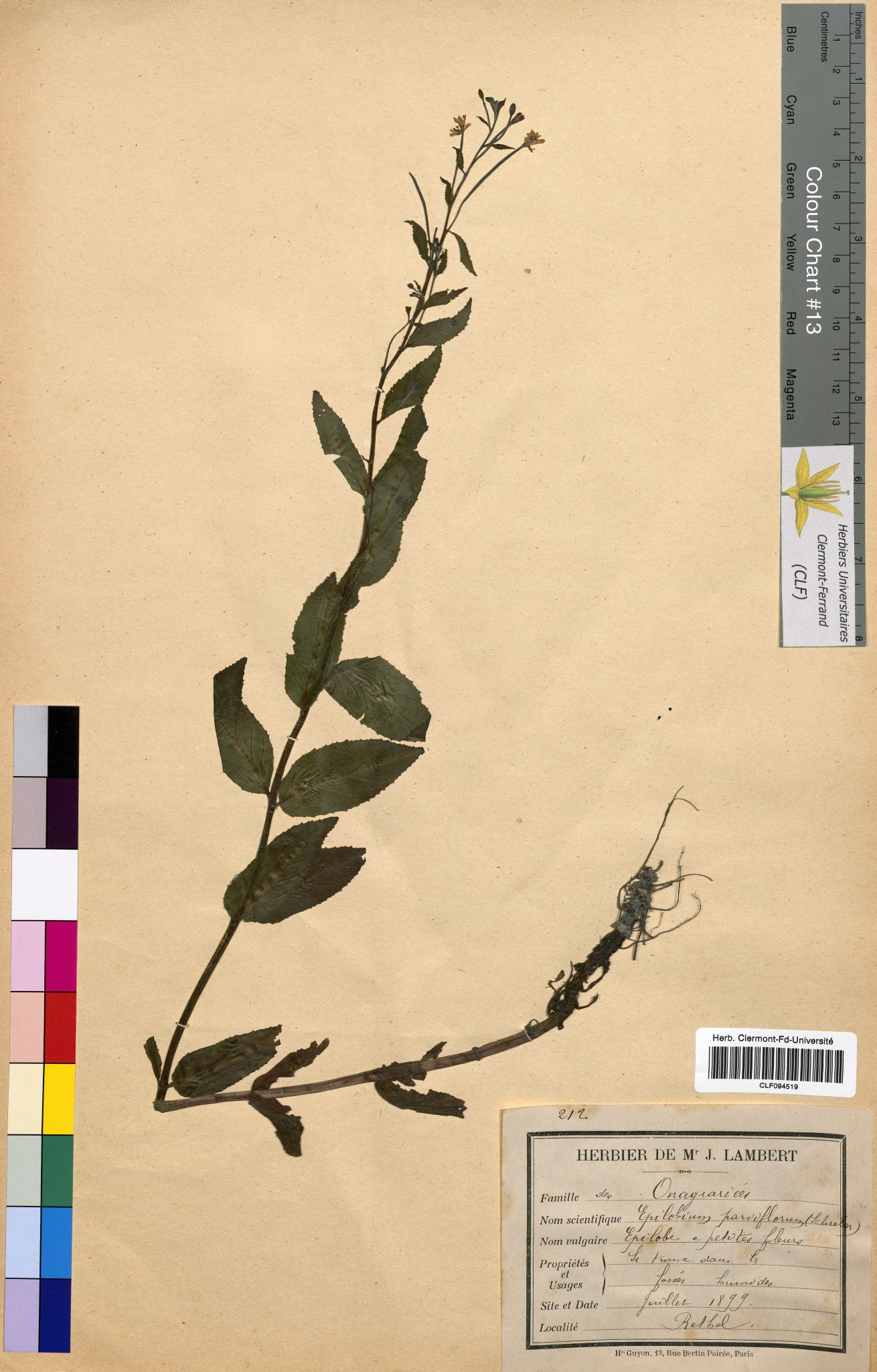 Epilobium parviflorum CLF094519