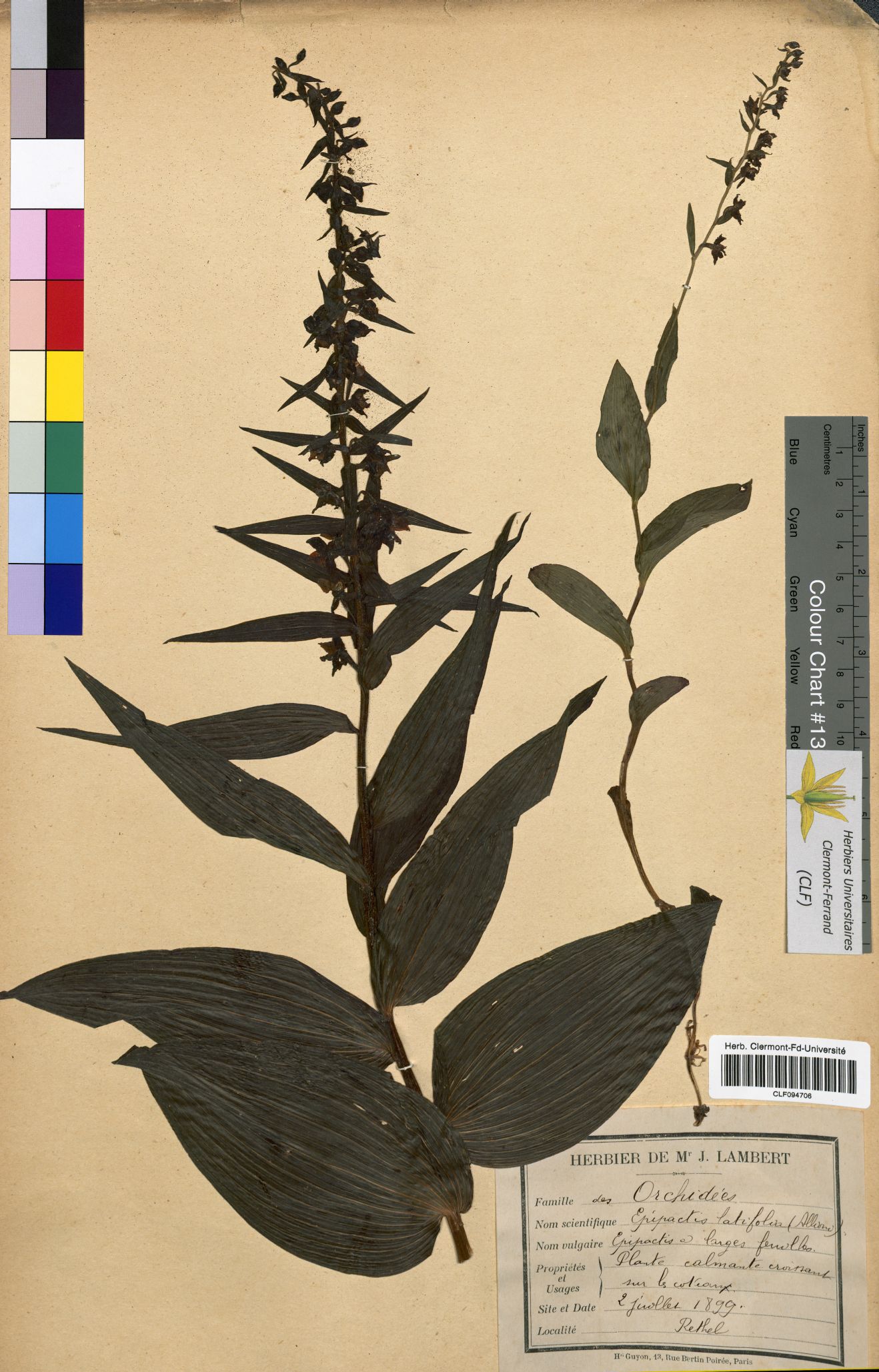 Epipactis latifolia CLF094706