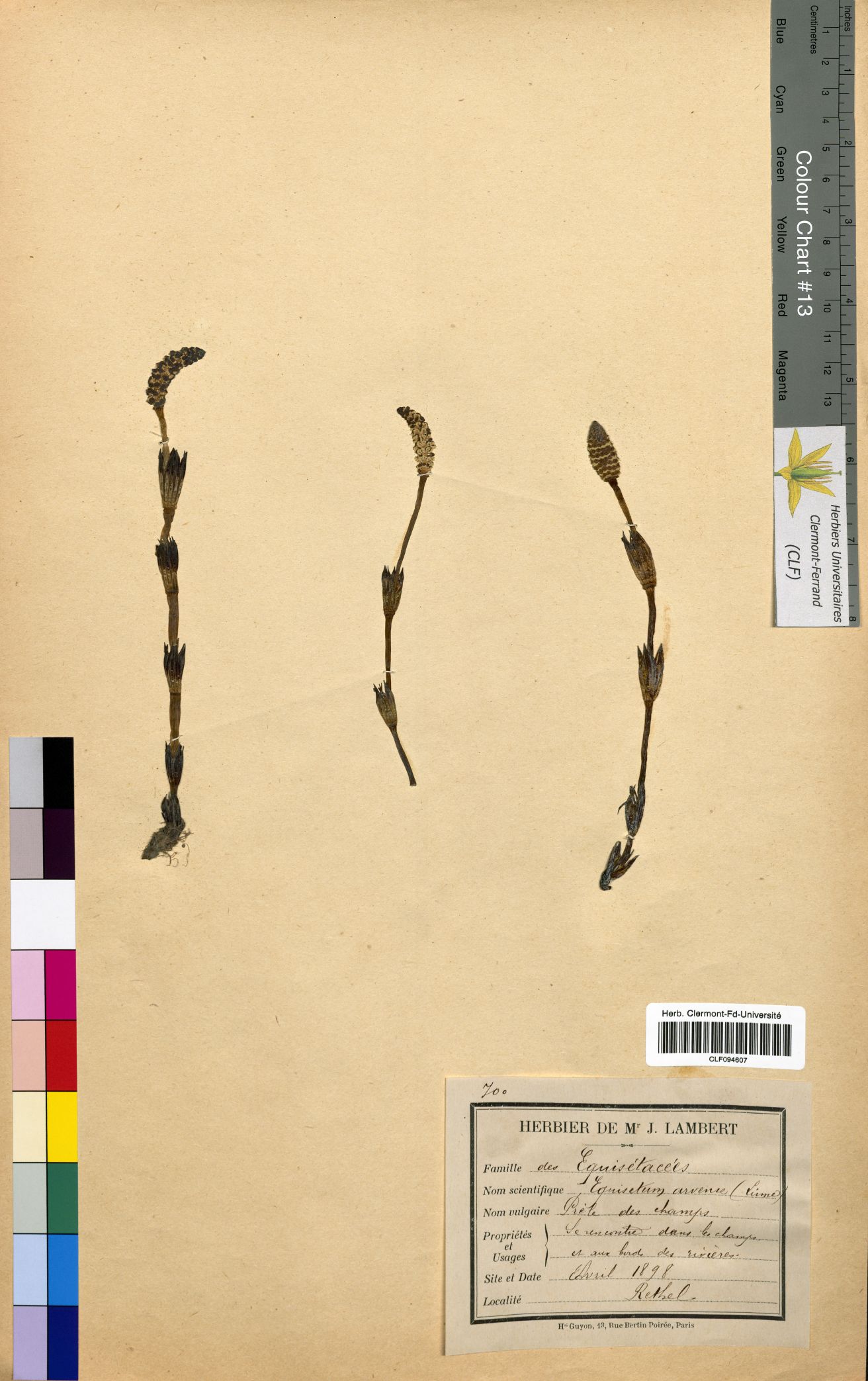 Equiselum arvense CLF094607