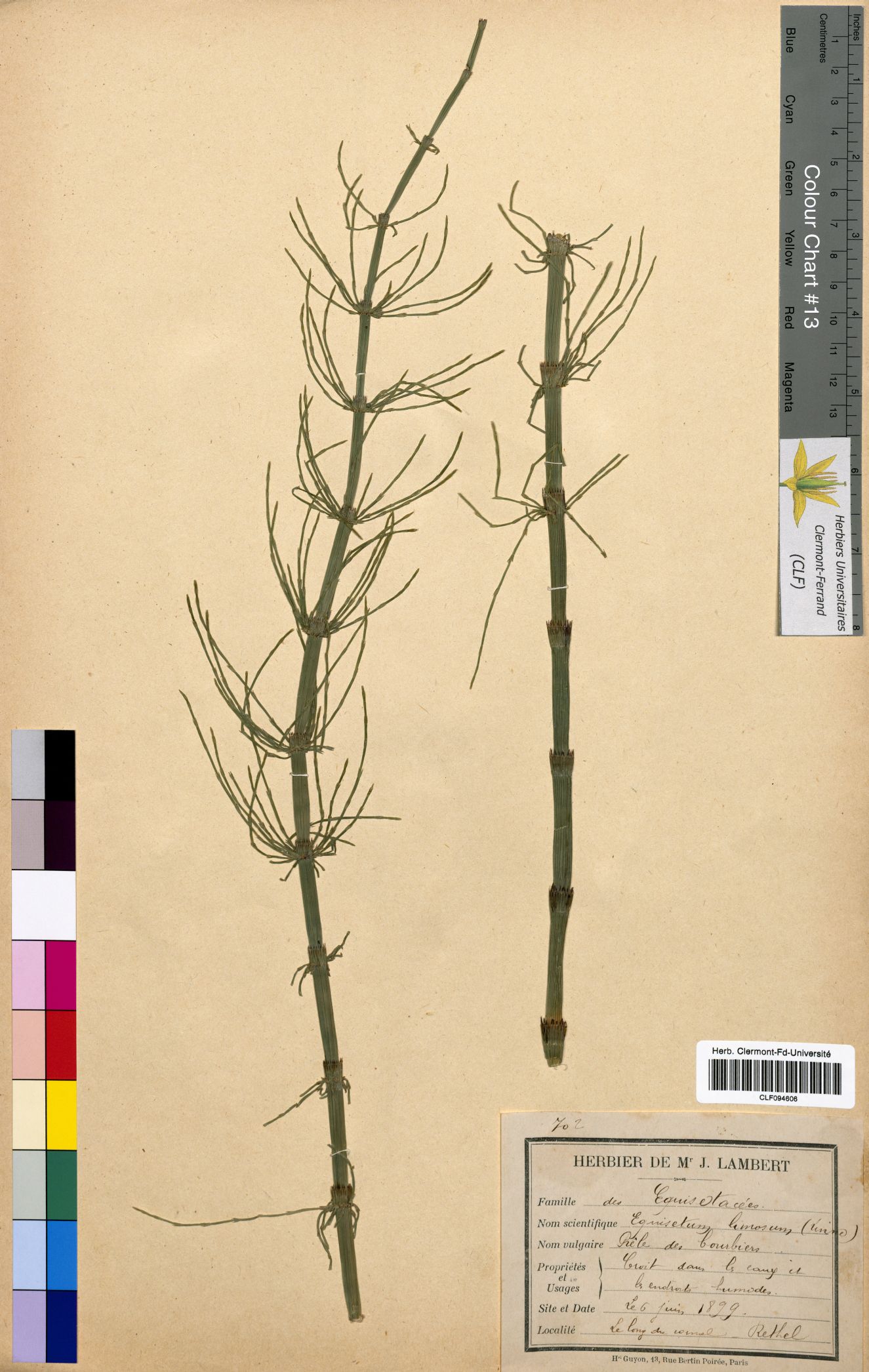 Equisetum limosum CLF094606