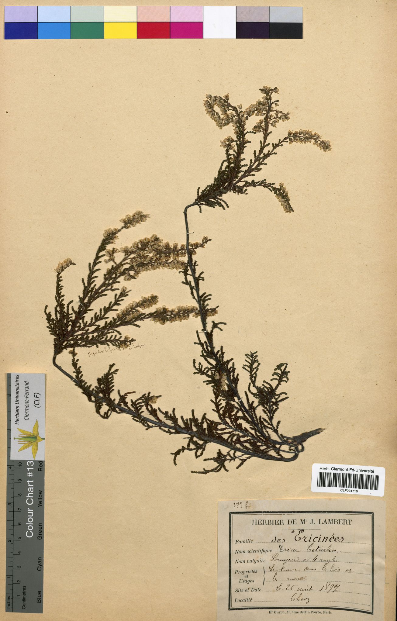 Erica tetralix CLF094715