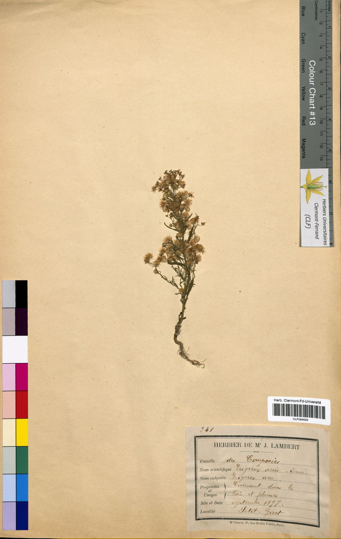 Erigeron acer CLF094633