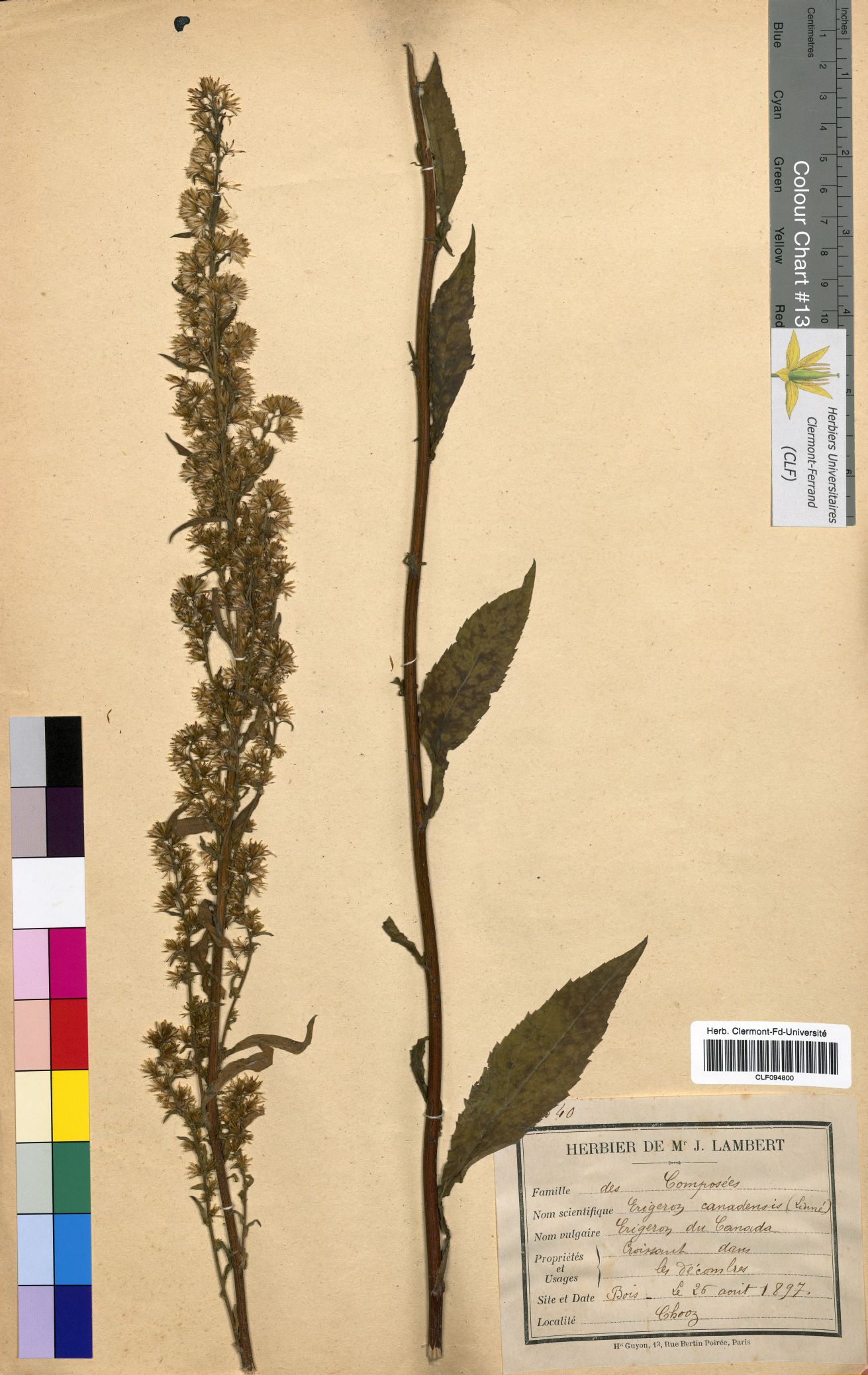 Erigeron canadensis CLF094800