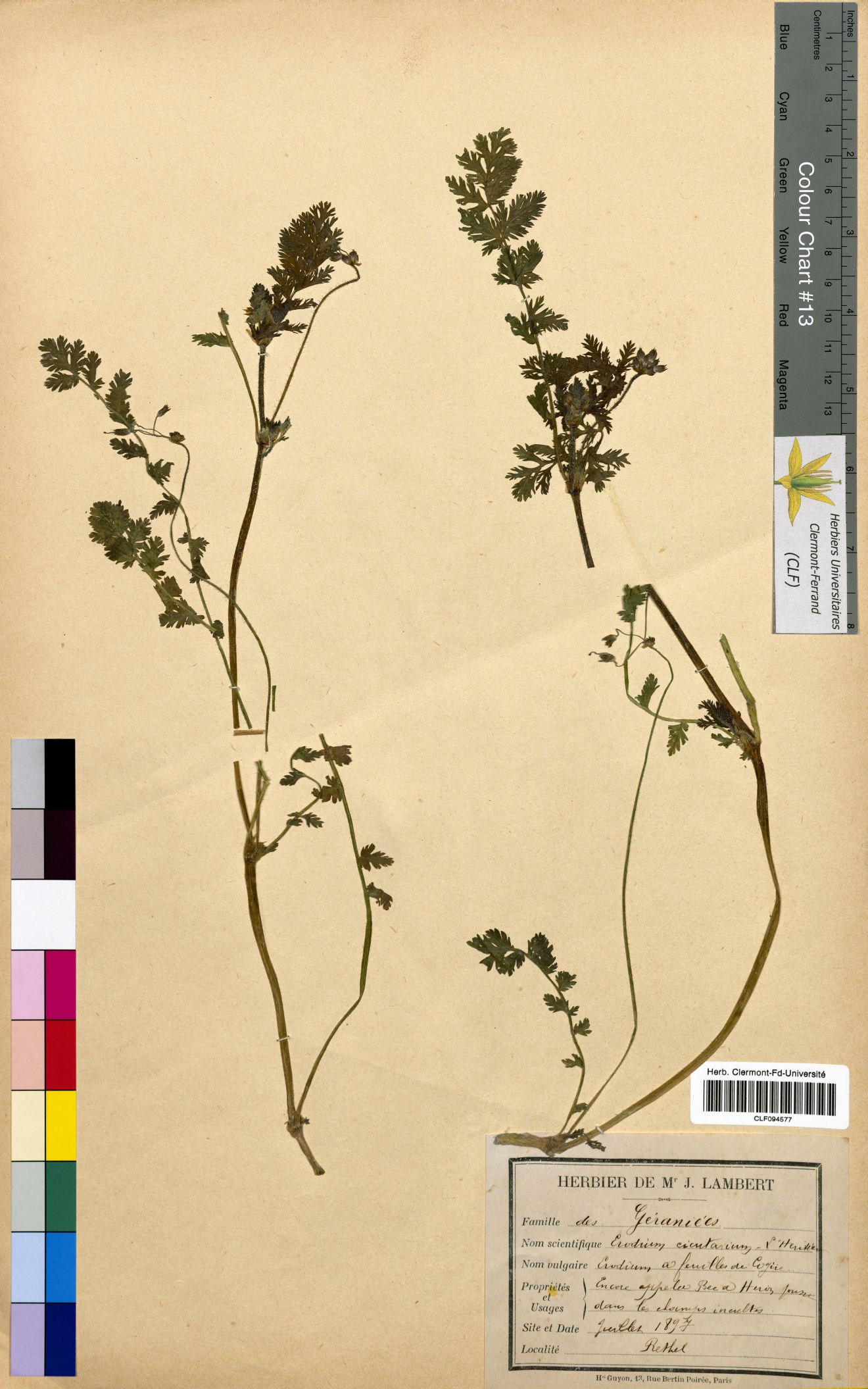 Erodium cicutarium CLF094577