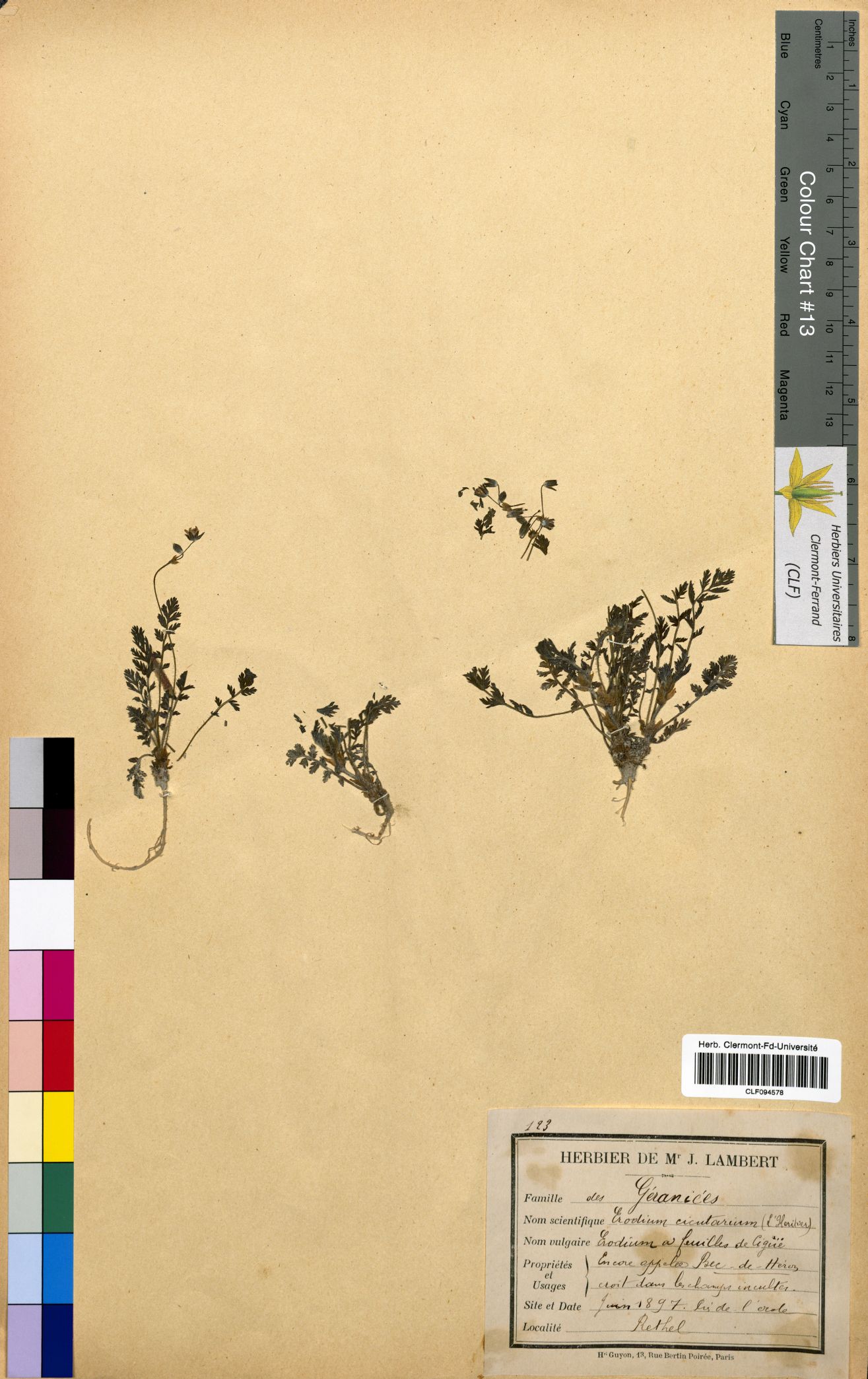 Erodium cicutarium CLF094578
