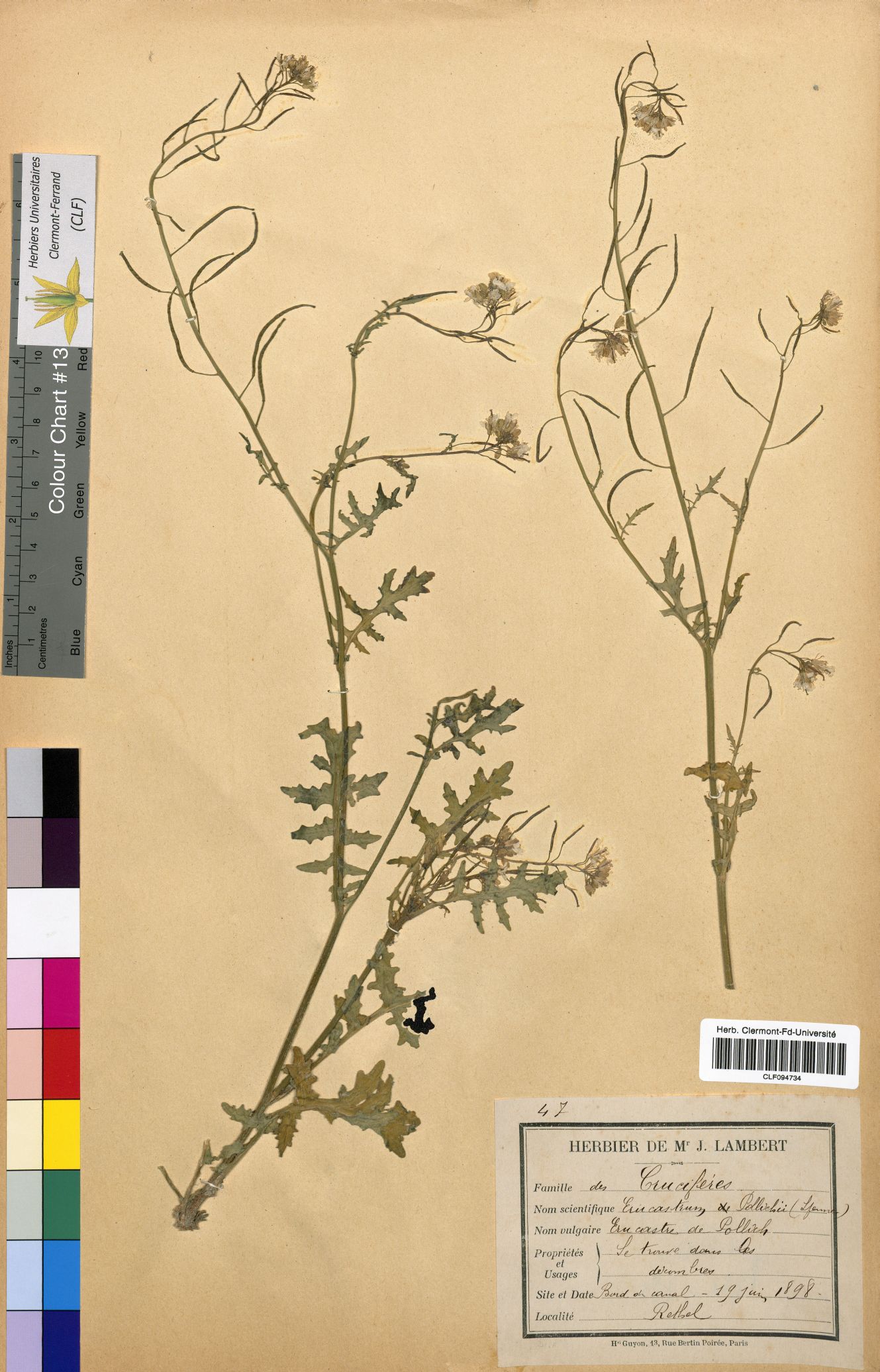 Erucastrum pollichil CLF094734