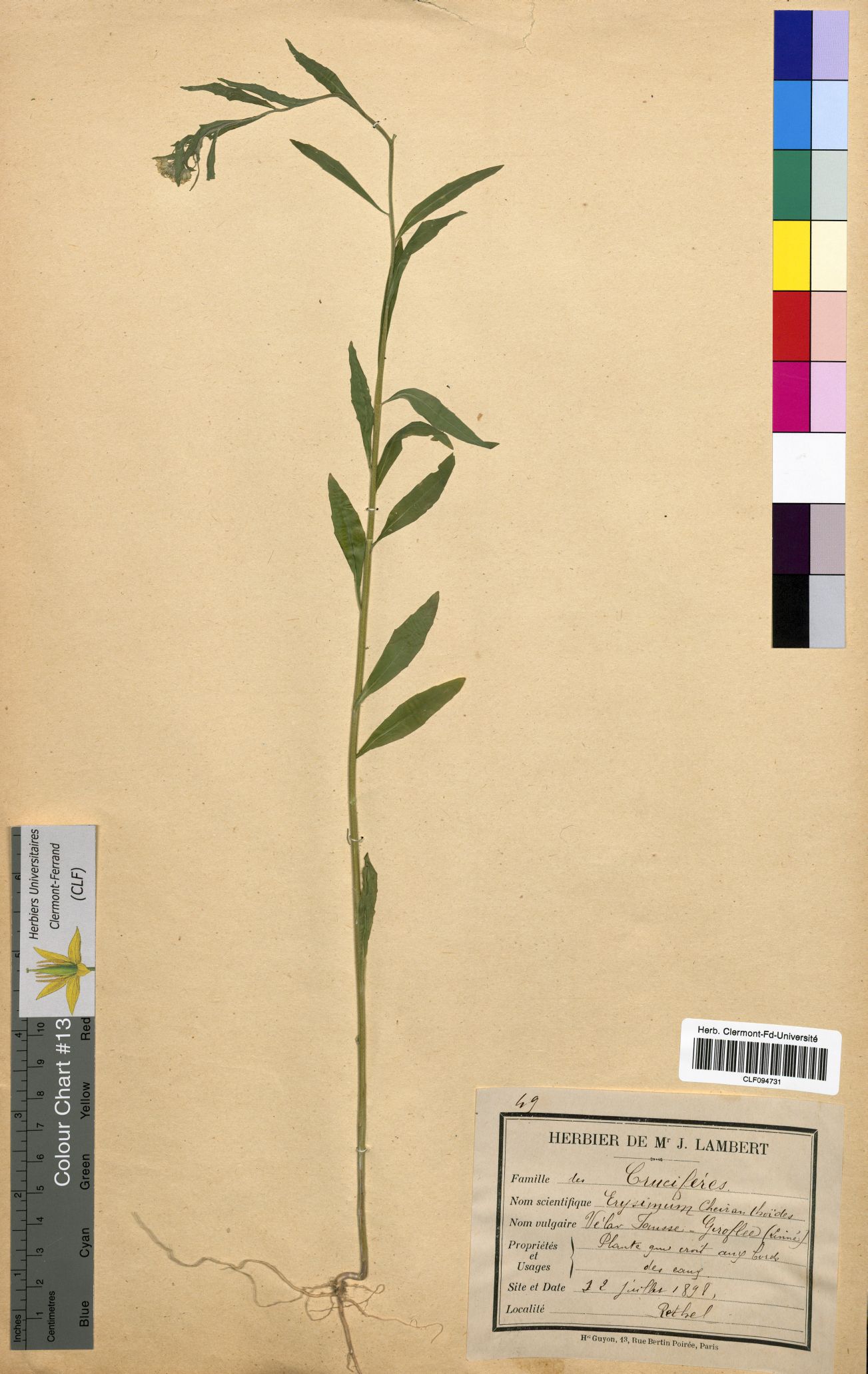 Erysimum cheiranthoides CLF094731