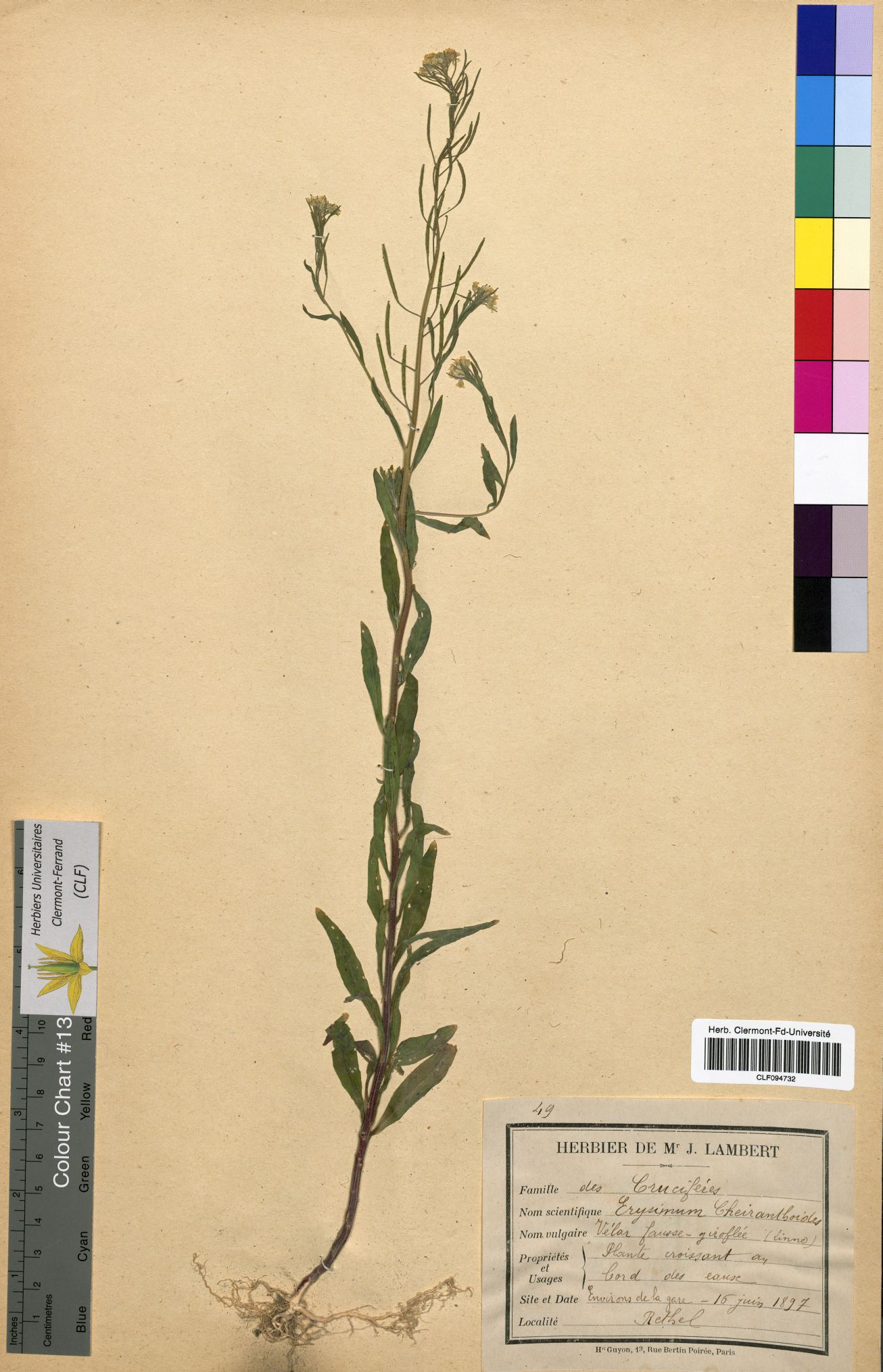Erysimum cheiranthoides CLF094732