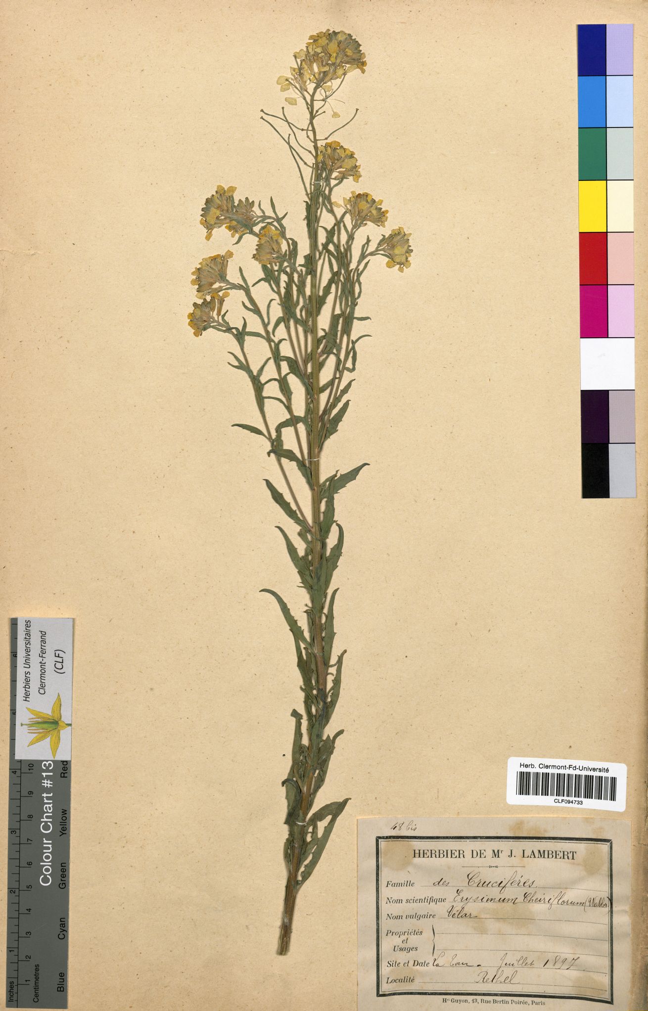 Erysimum cheiriflorum CLF094733